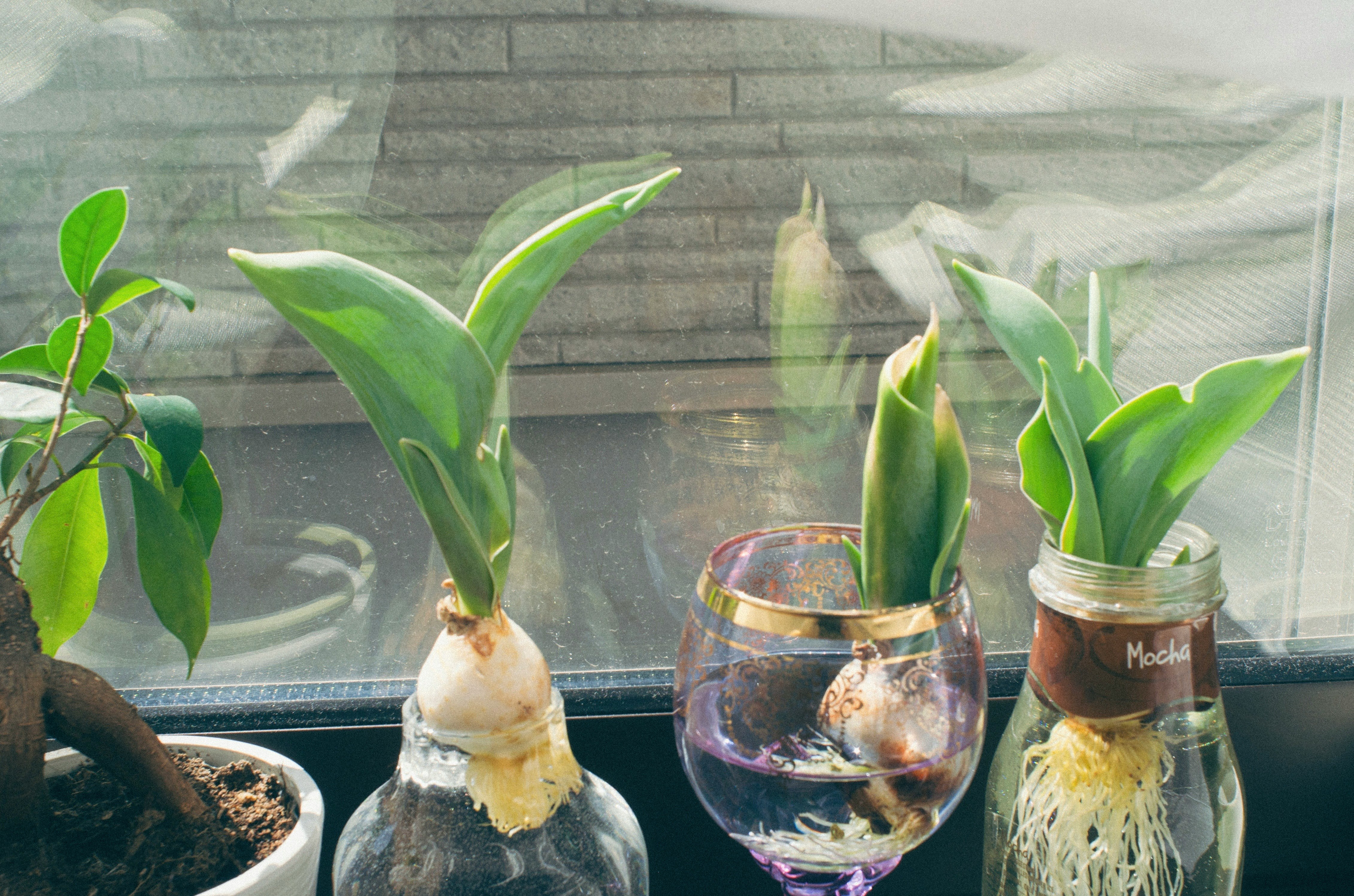 Indoor windowsill with tulip bulbs and sprouts in water
