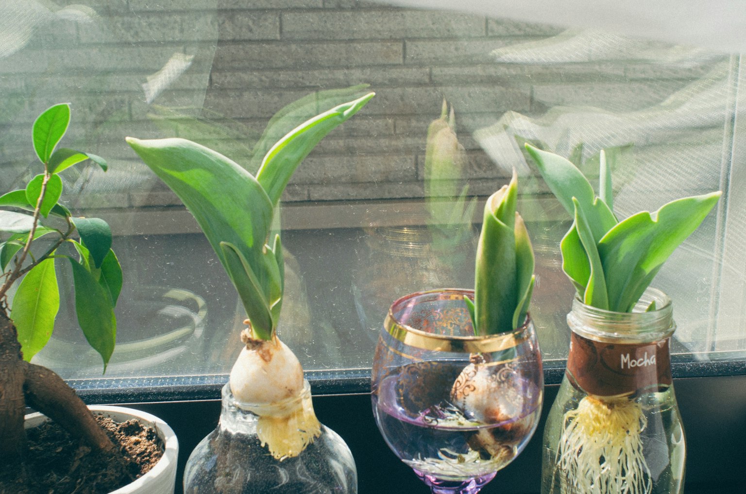 Plantas hidropónicas exhibidas en un alféizar de ventana