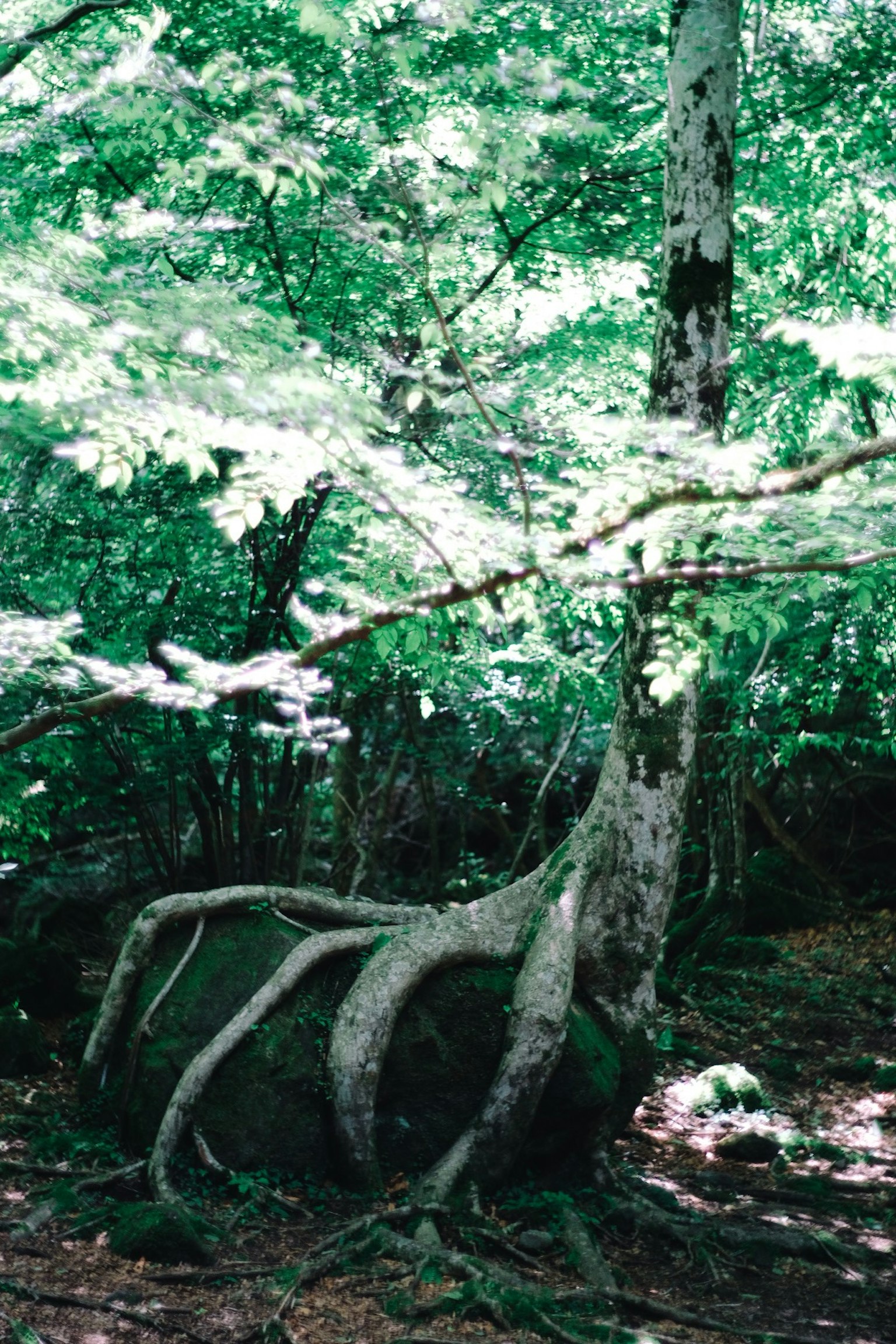 A large rock entwined with tree roots in a lush green forest