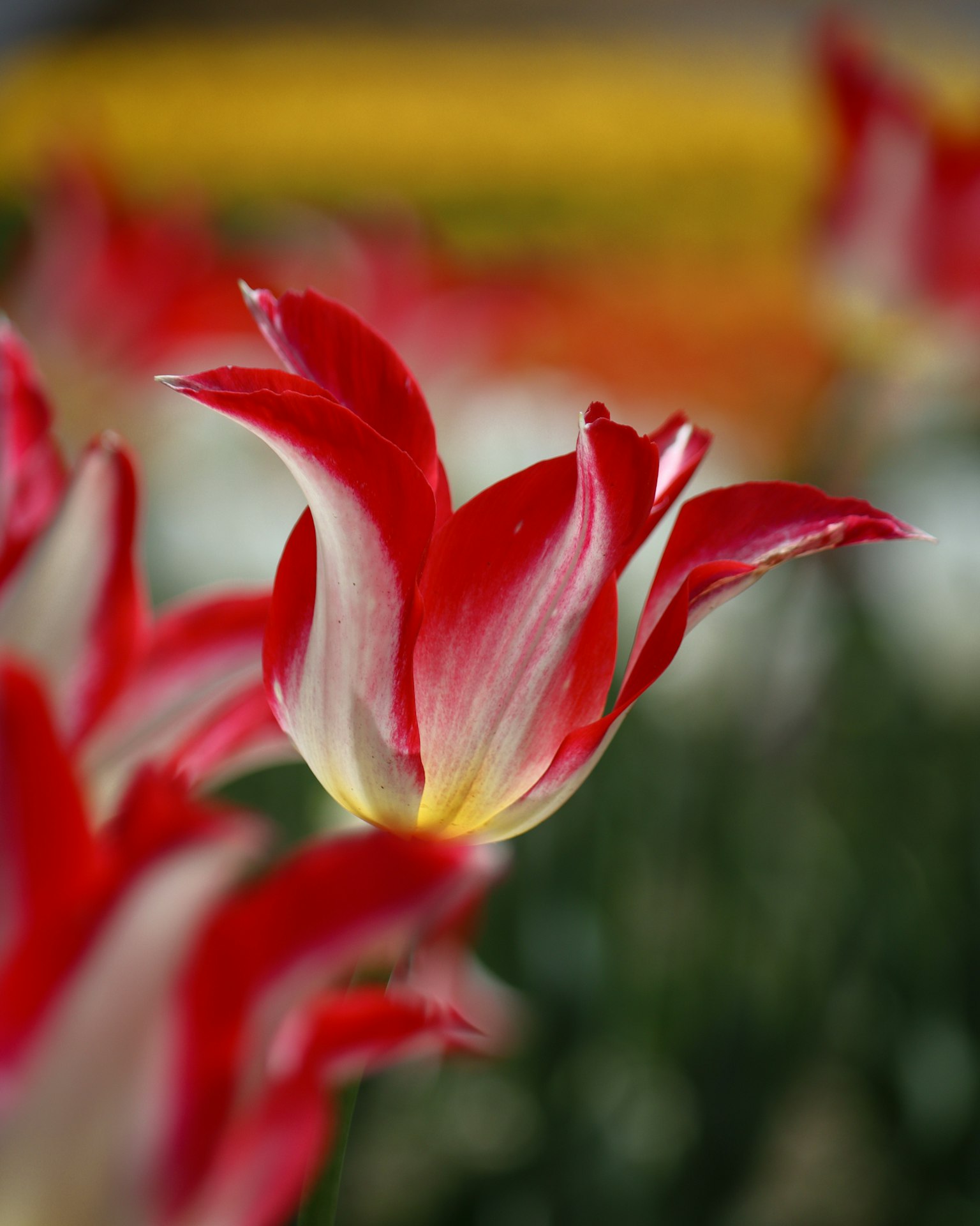 Fleur de tulipe rouge et blanche en fleurs dans un jardin