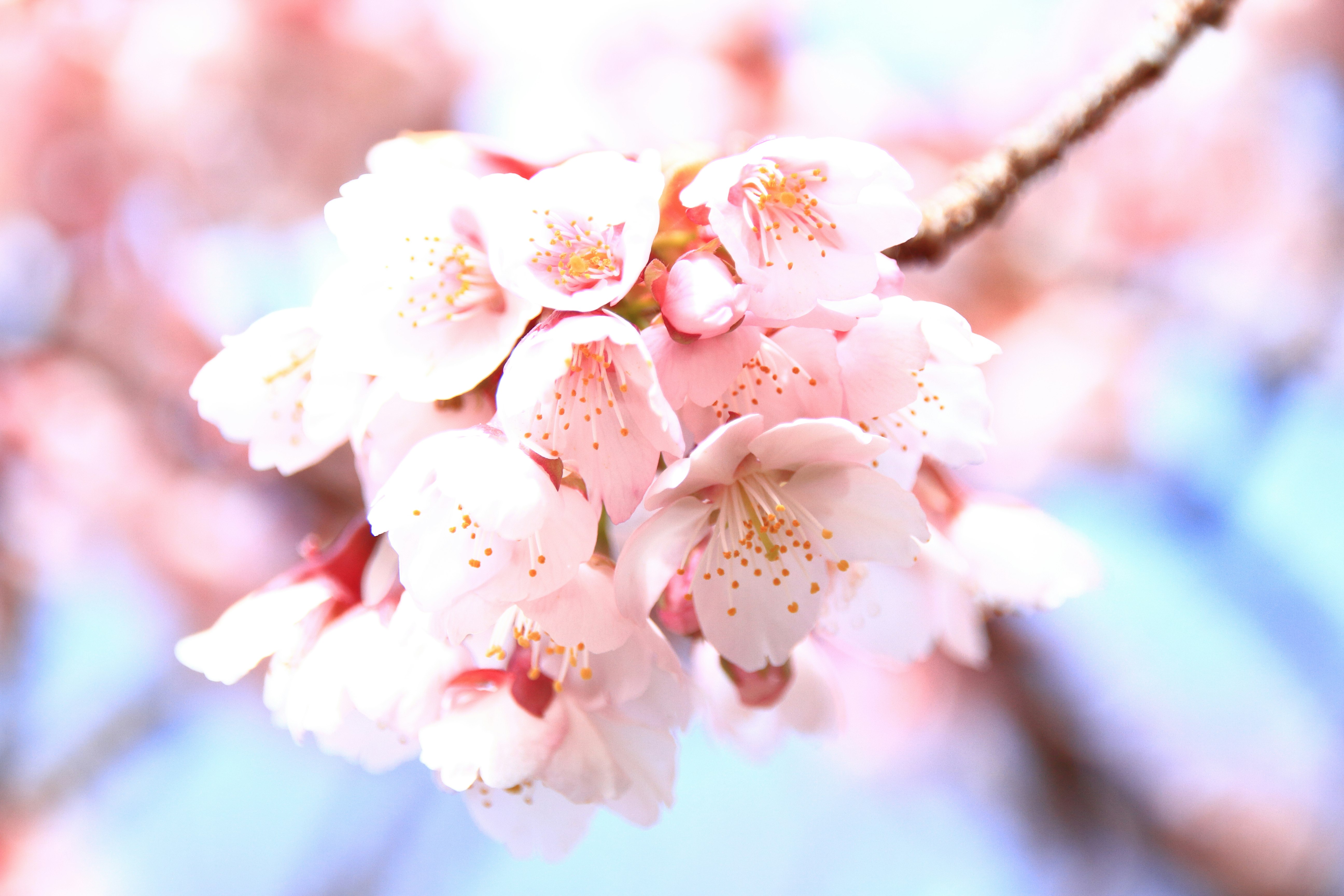 盛开的樱花枝条特写