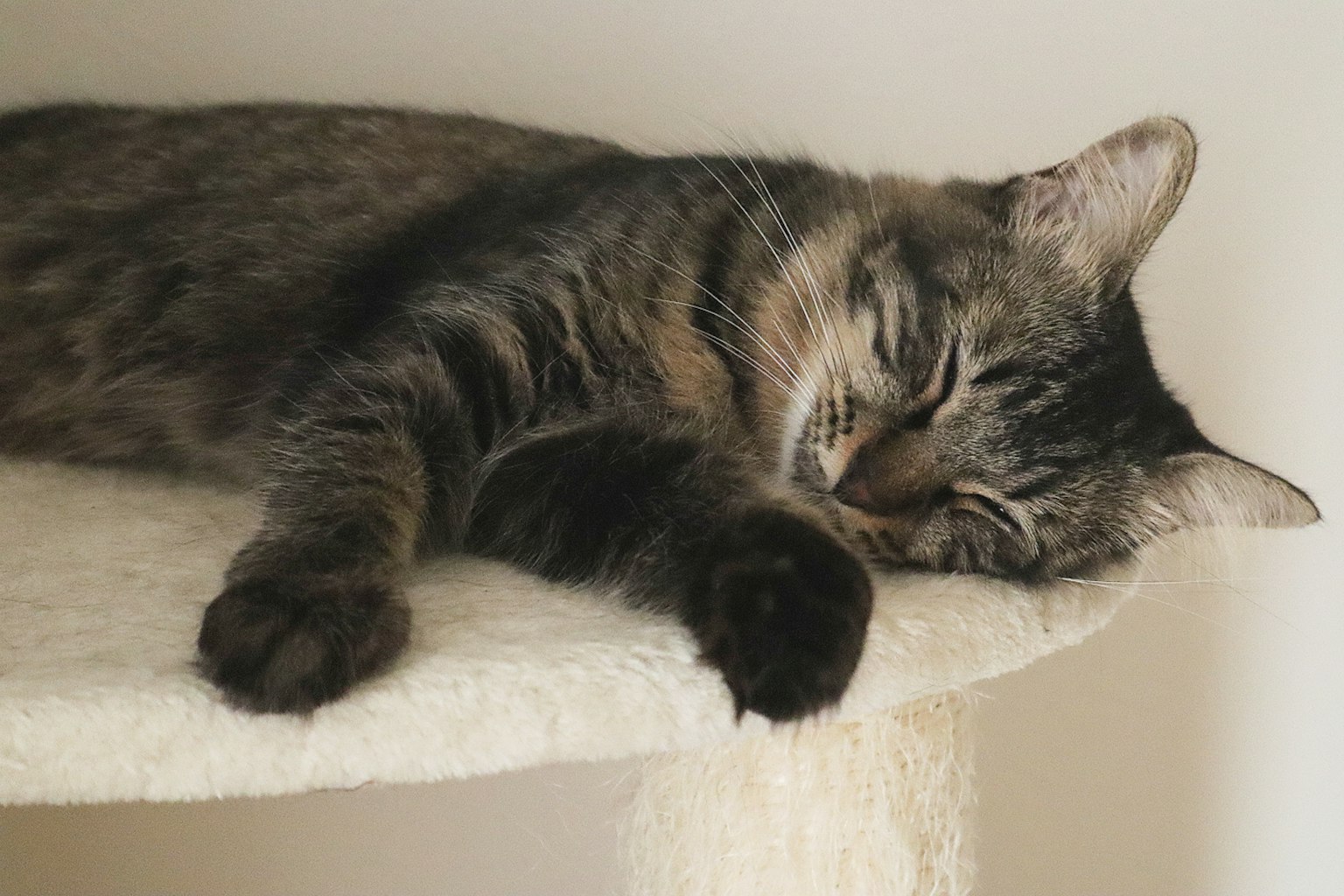 A brown striped cat sleeping peacefully on a cat tower