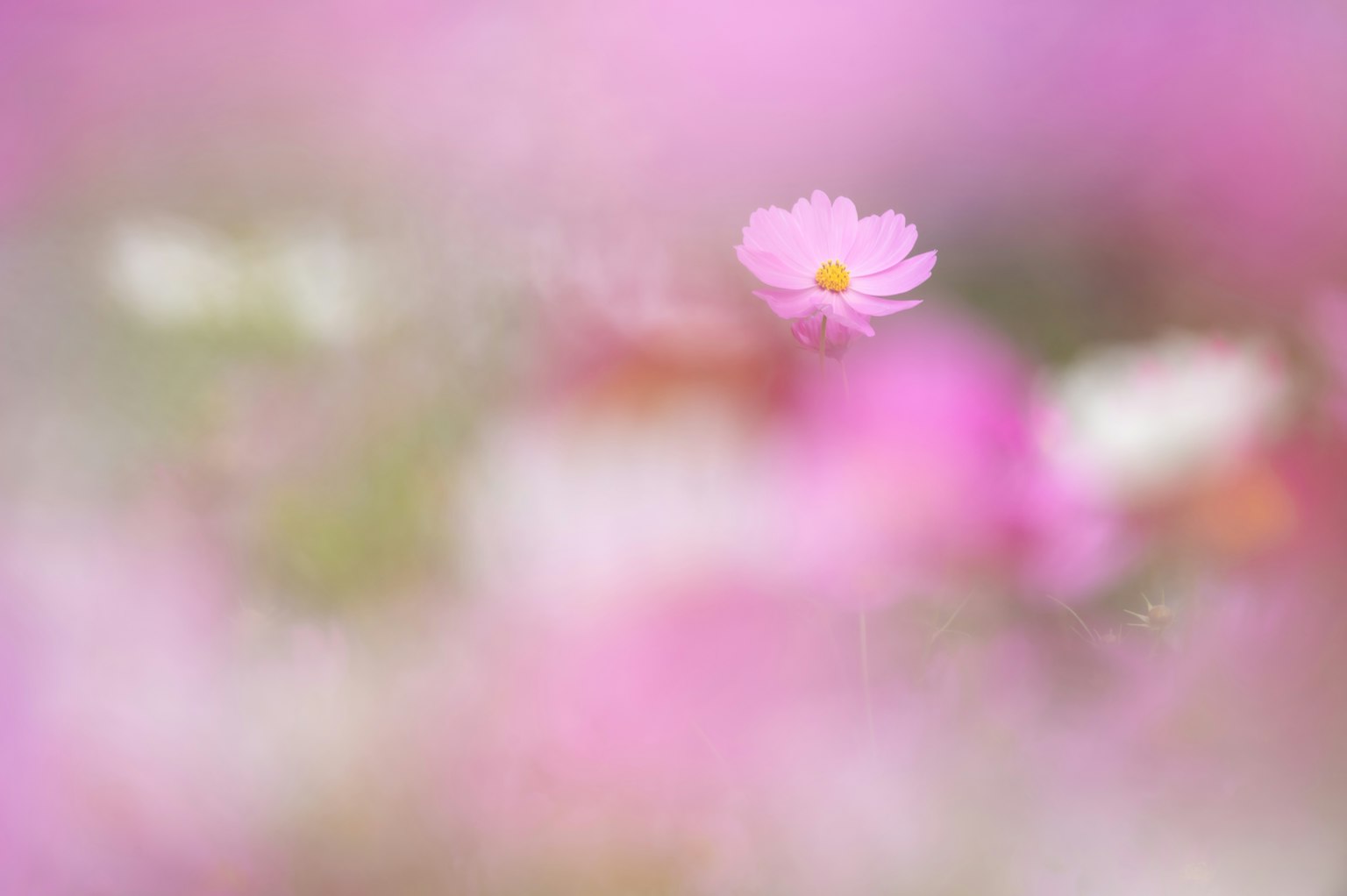 Una flor rosa suave se destaca contra un fondo borroso de tonos rosas