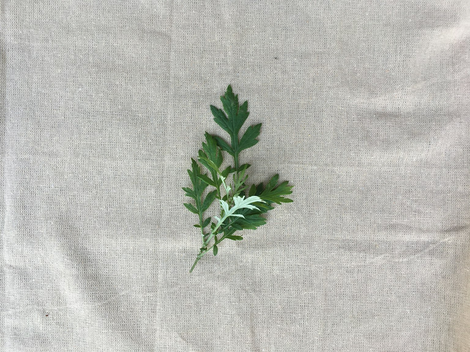 Feuille verte posée sur une surface en tissu