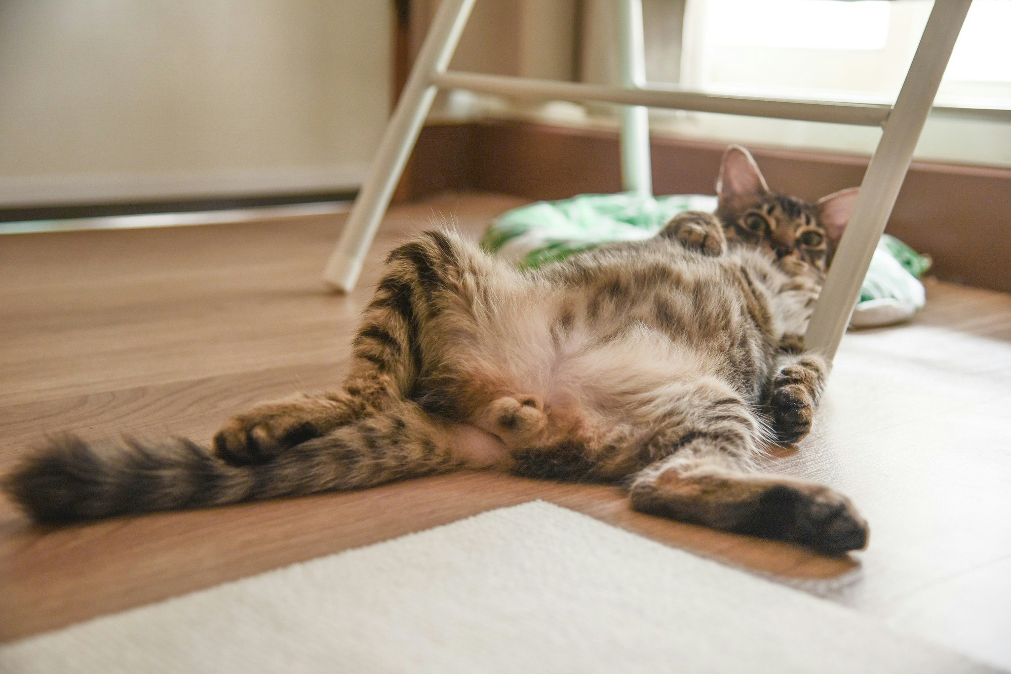家の床でくつろぐ子猫と母猫
