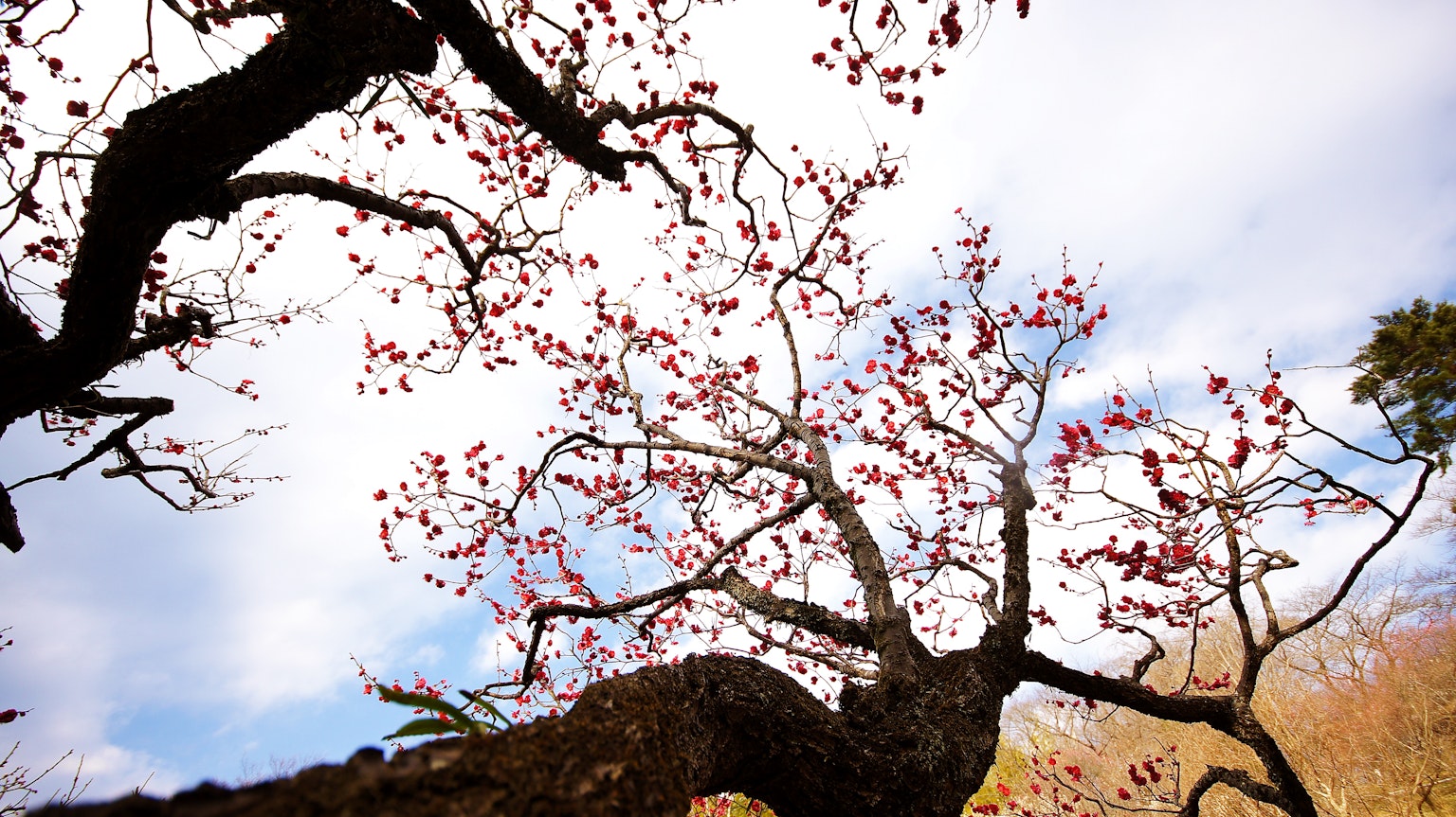 Ramas y flores de un cerezo contra un cielo azul