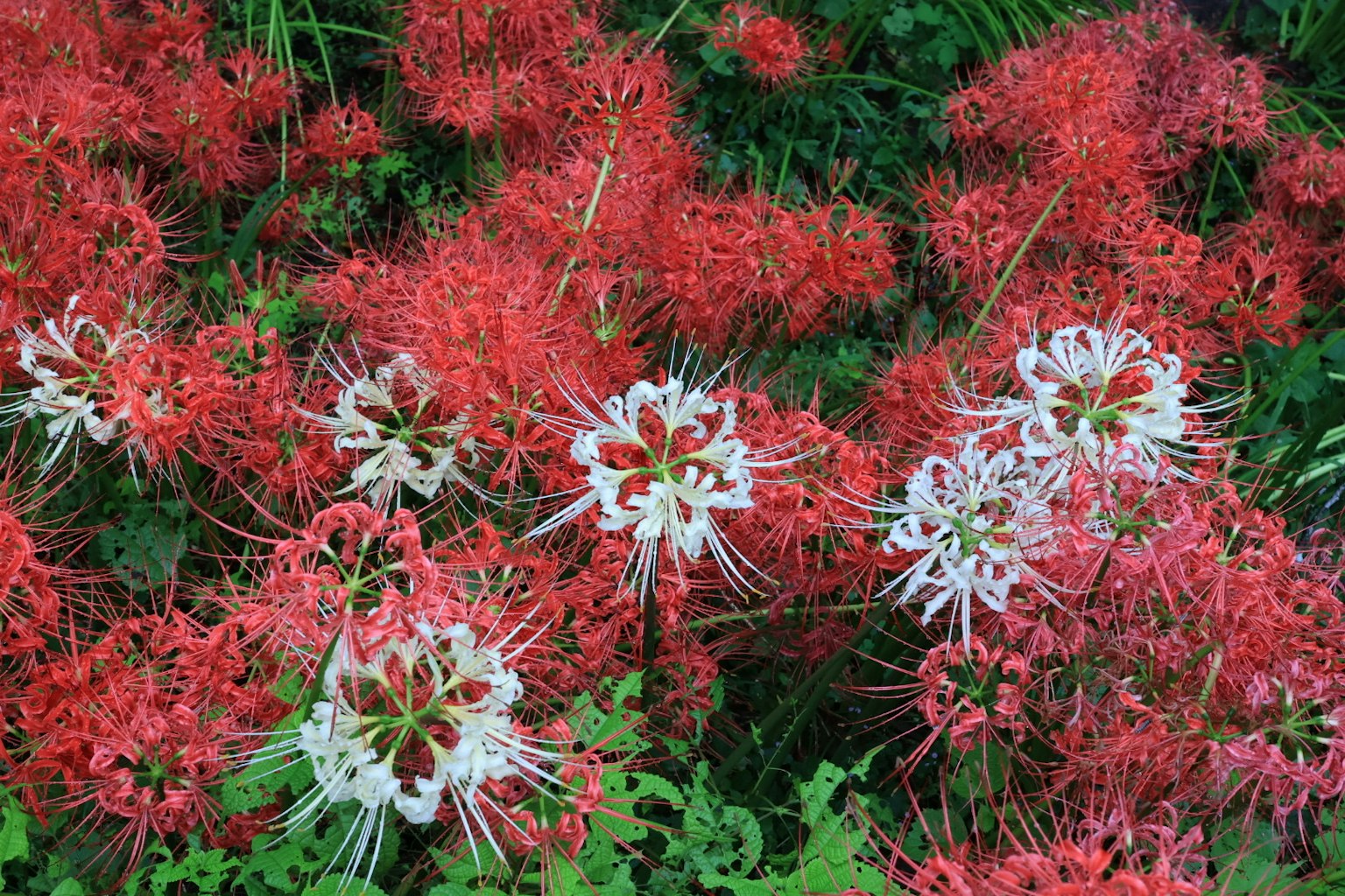 Landschaft mit roten und weißen Spinnenlilien