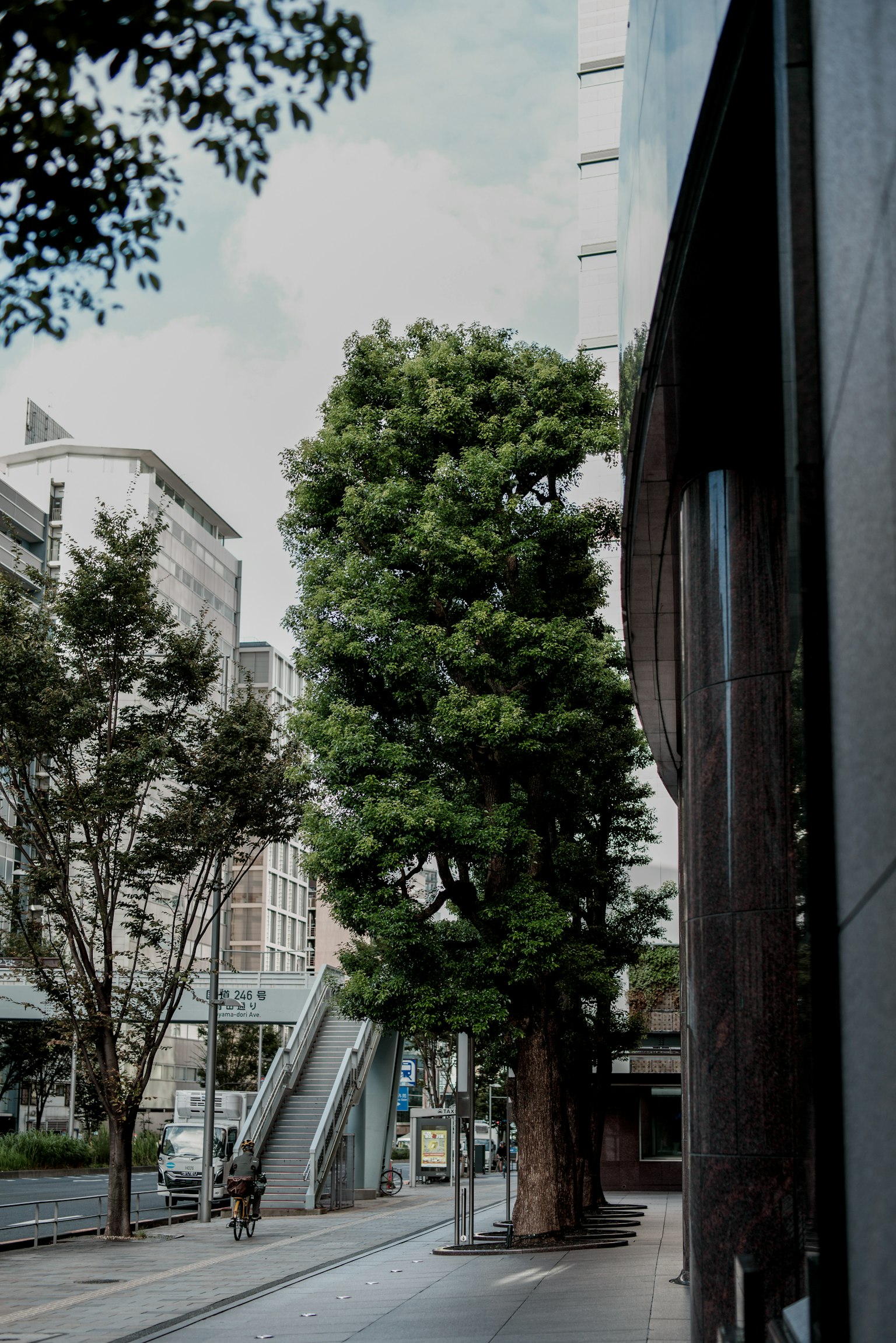 Large tree on an urban street near a building