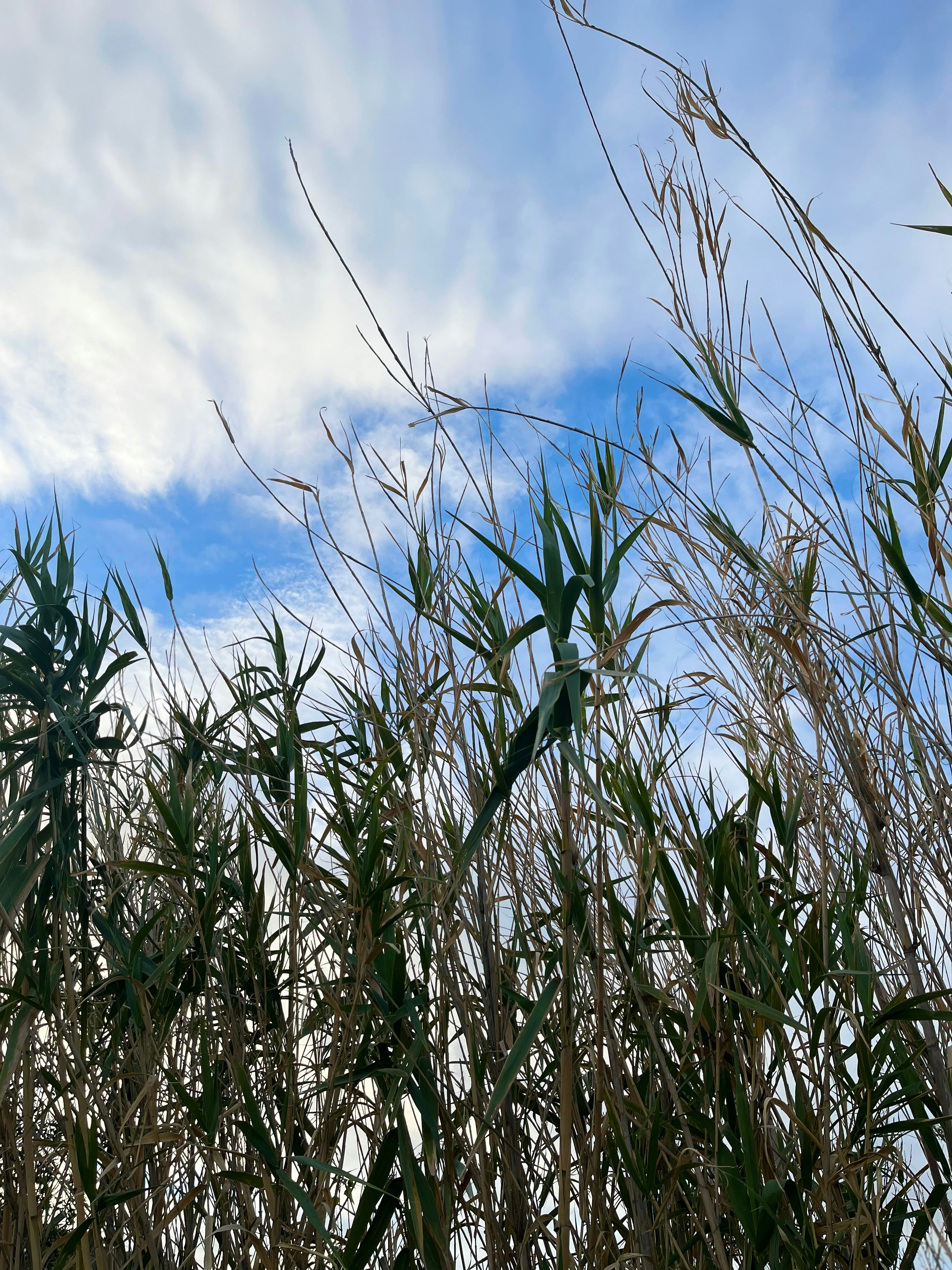 grass swaying in the wind under a blue sky