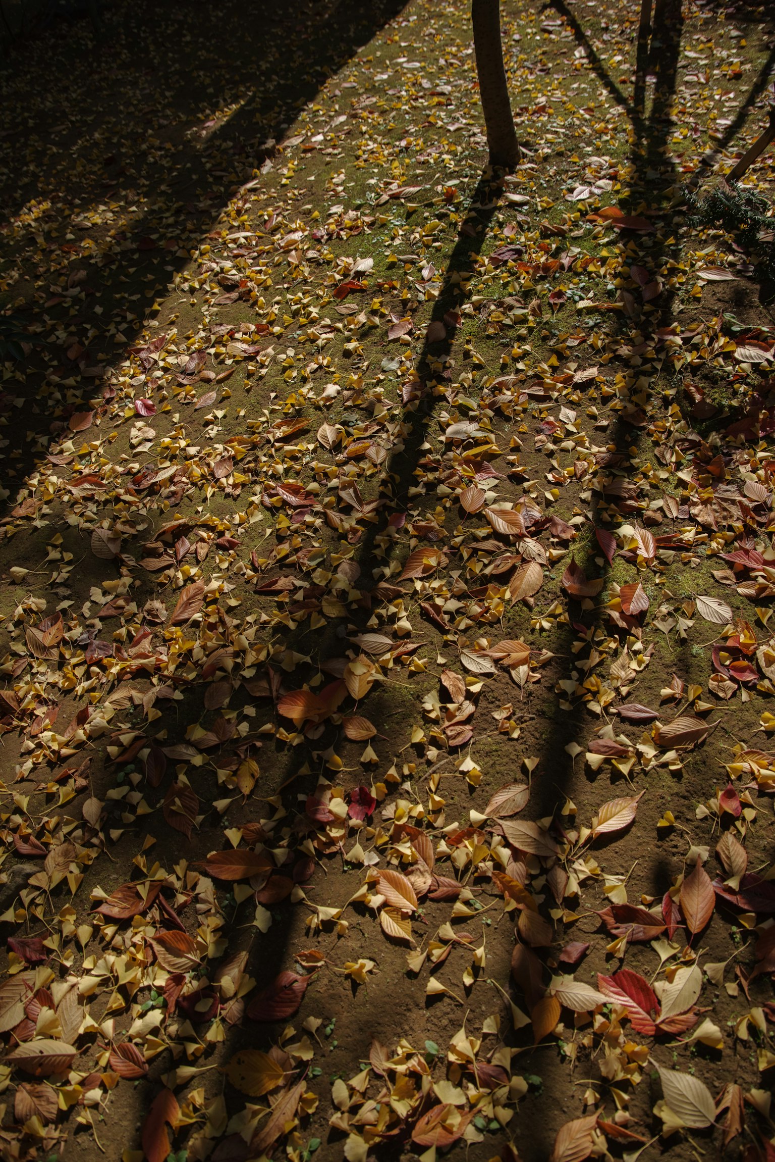 Ground covered with fallen leaves and shadows of trees