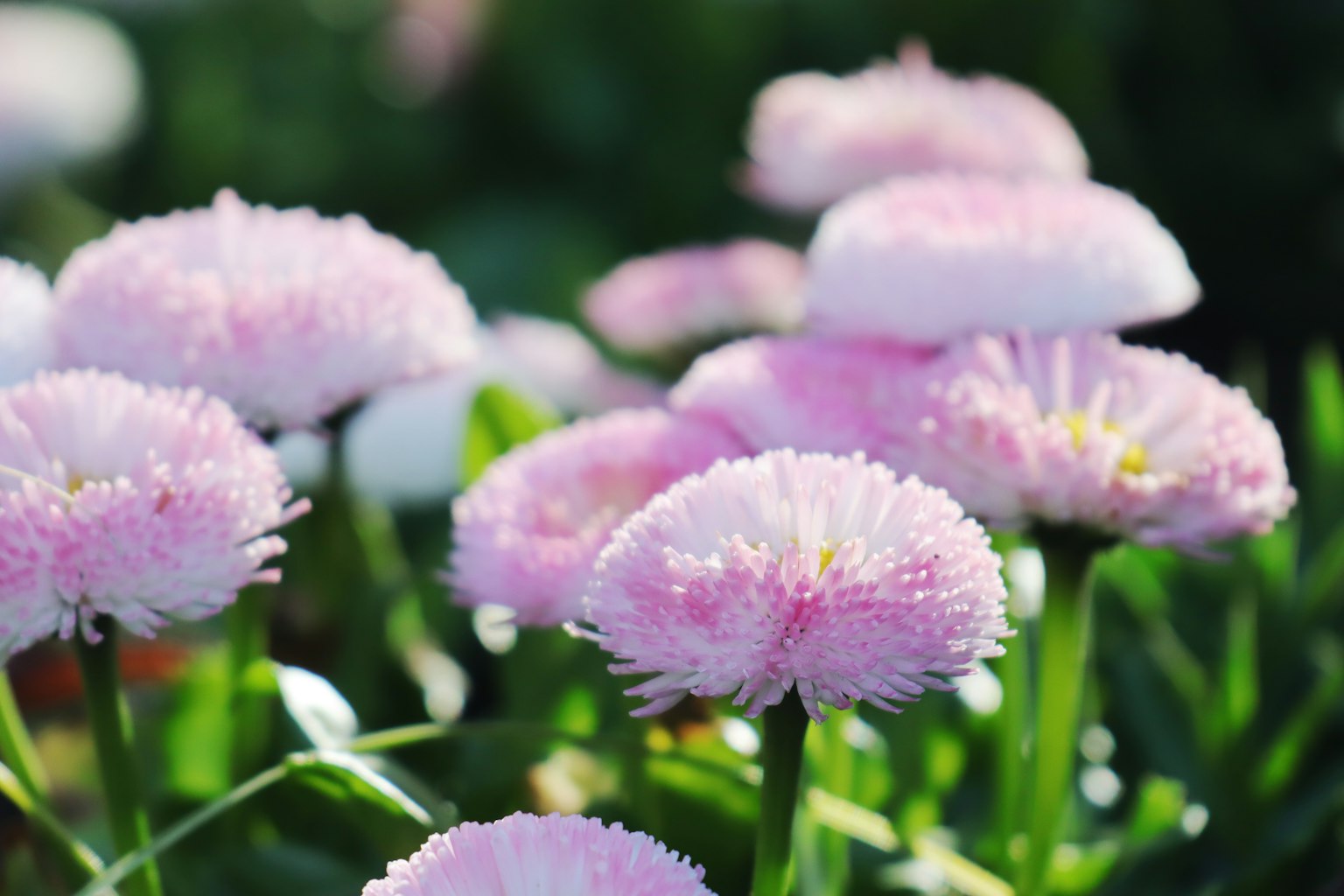 Pemandangan taman dengan bunga pink yang mekar