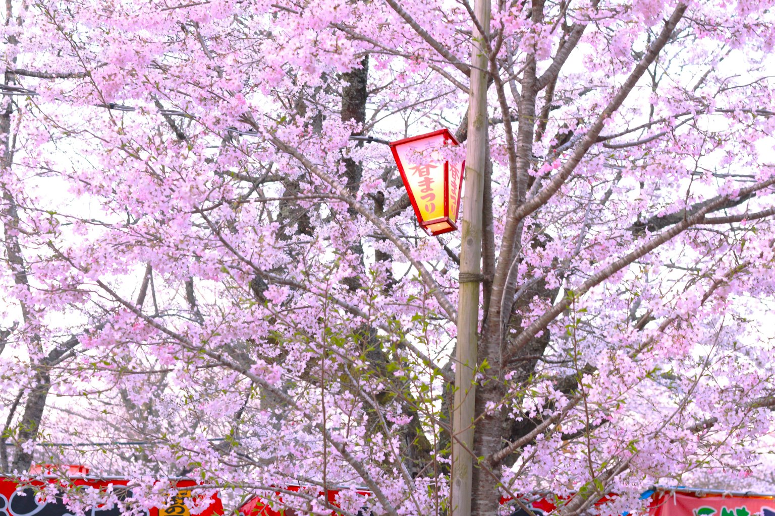 Cherry blossom tree in full bloom with a red lantern