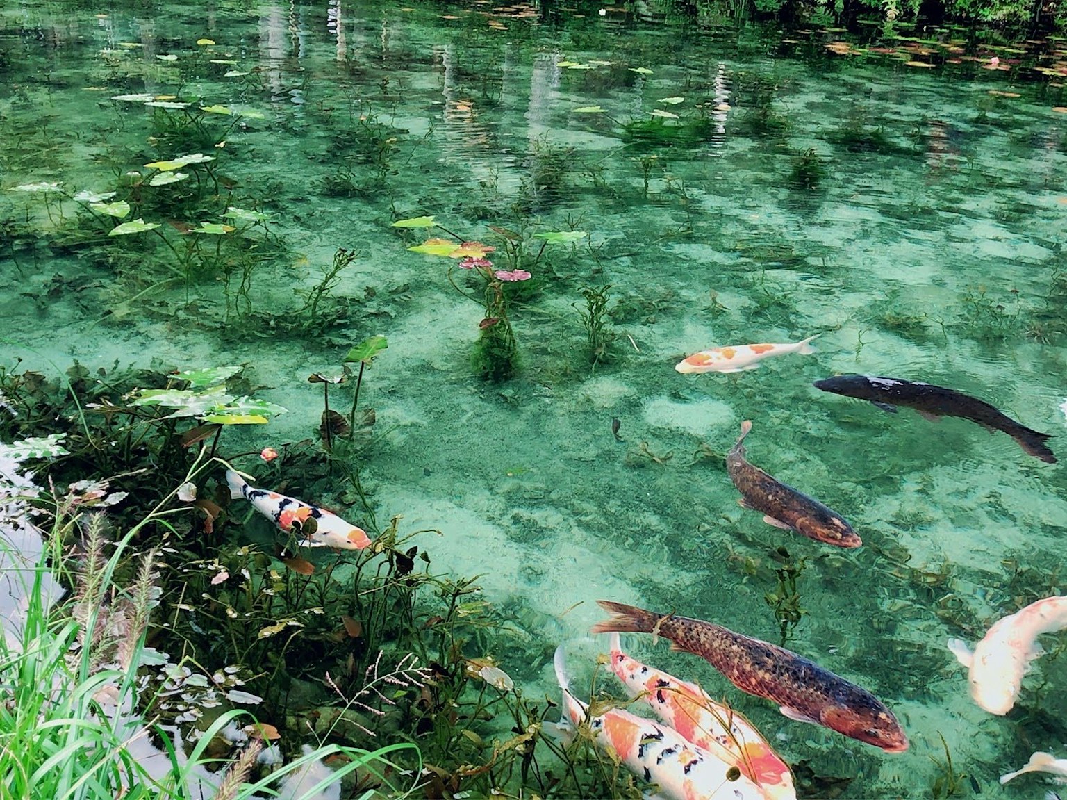 Peces koi coloridos nadando en agua clara con plantas acuáticas