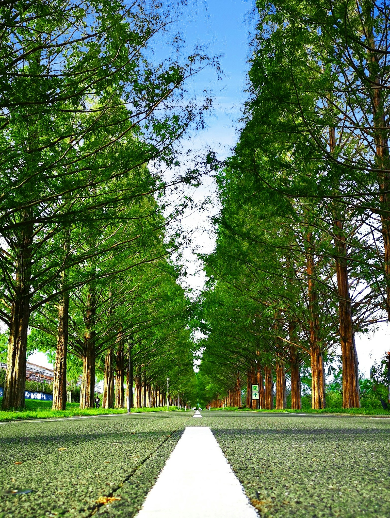 Vue pittoresque d'une route bordée d'arbres verts