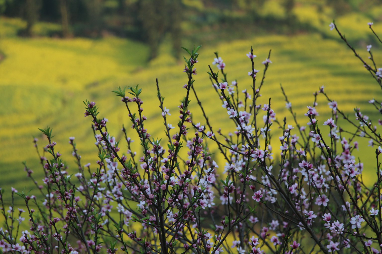 Rami di alberi in fiore con fiori rosa e campi terrazzati verdi