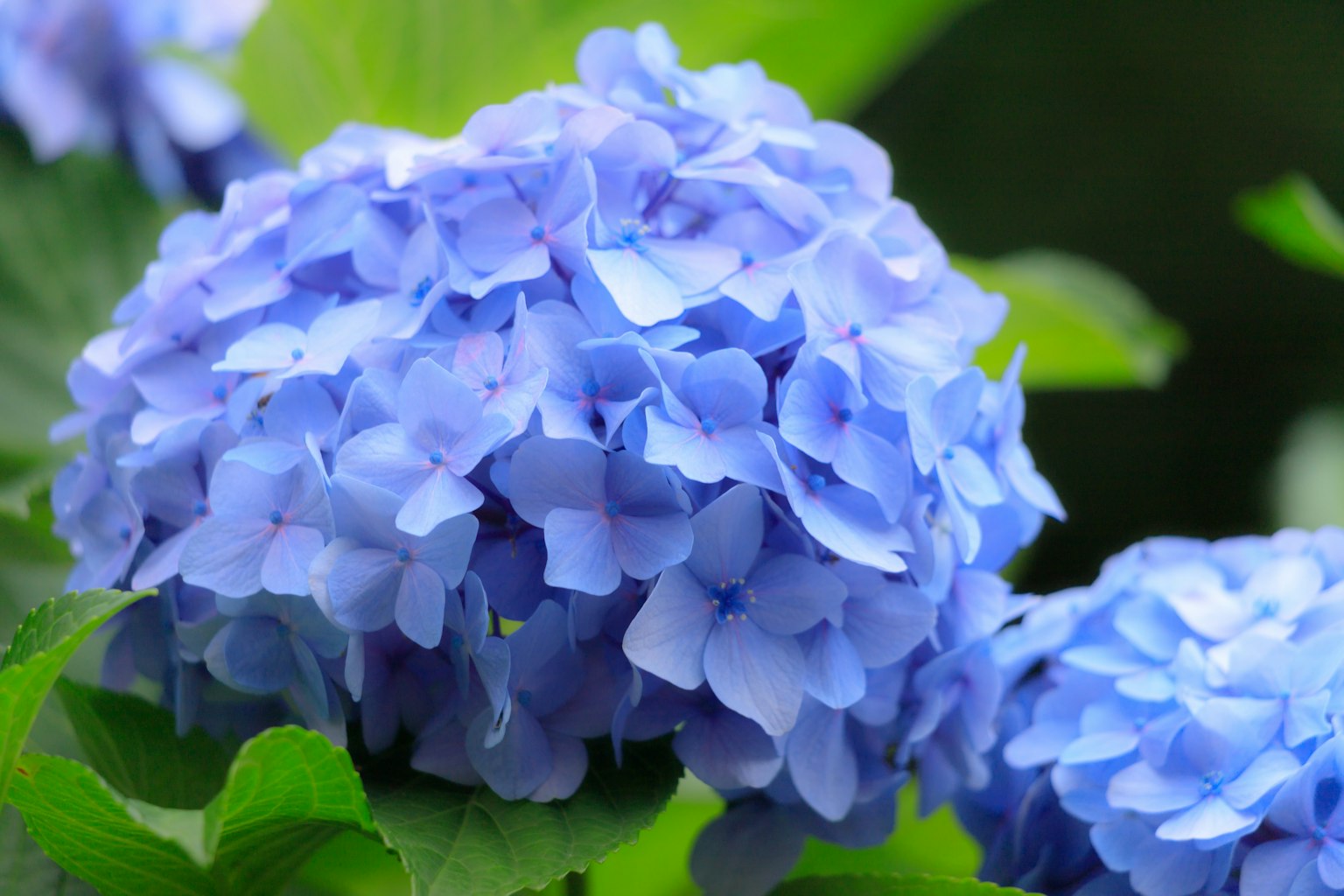 Bunga hidrangea biru dikelilingi daun hijau
