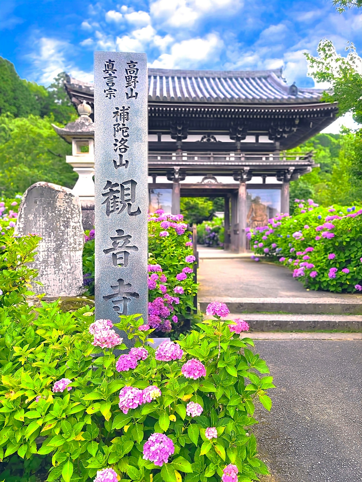Schöne Hortensien am Eingang des Kannonji-Tempels bei klarem blauen Himmel