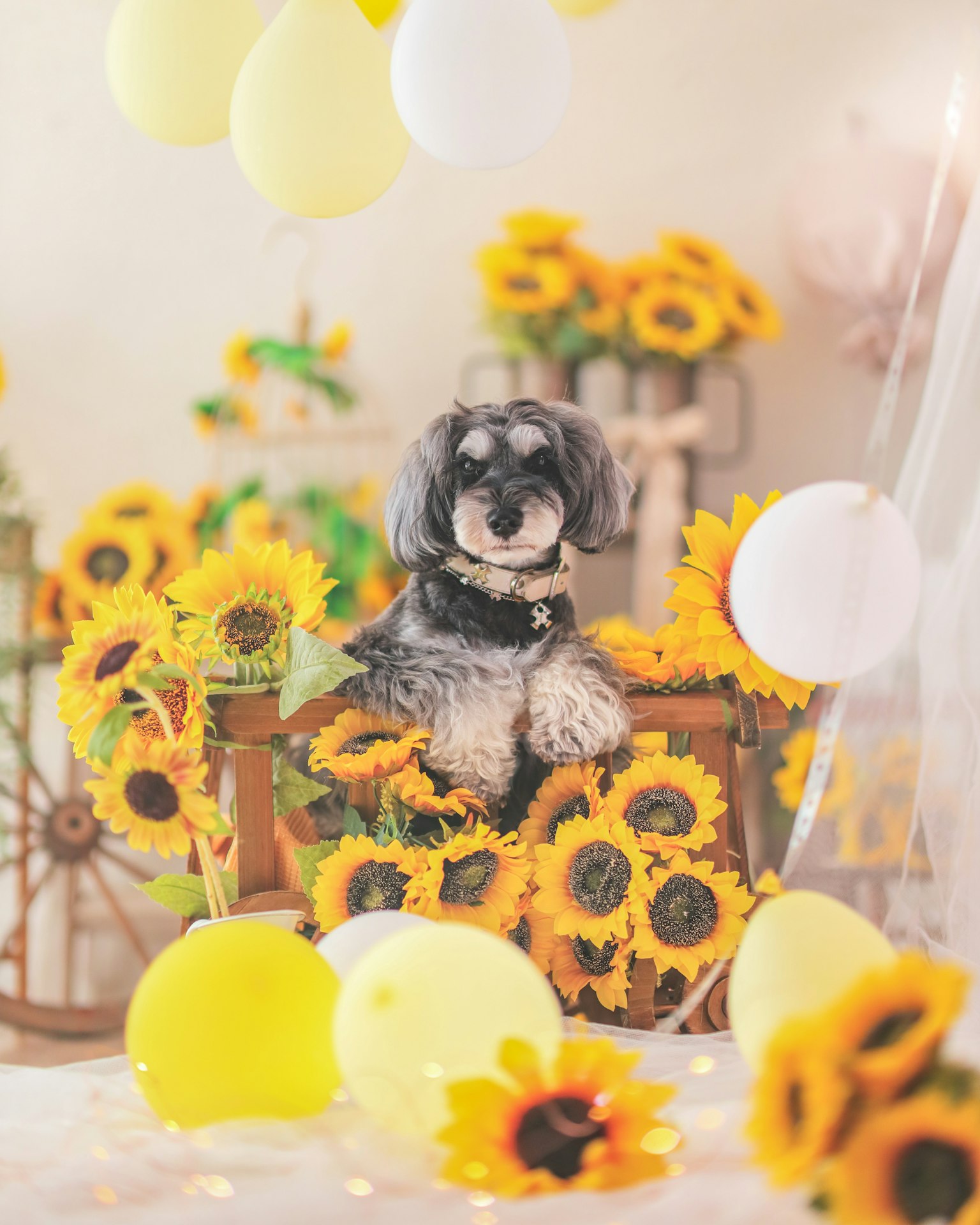 Un cane nero seduto tra i girasoli in un ambiente interno luminoso
