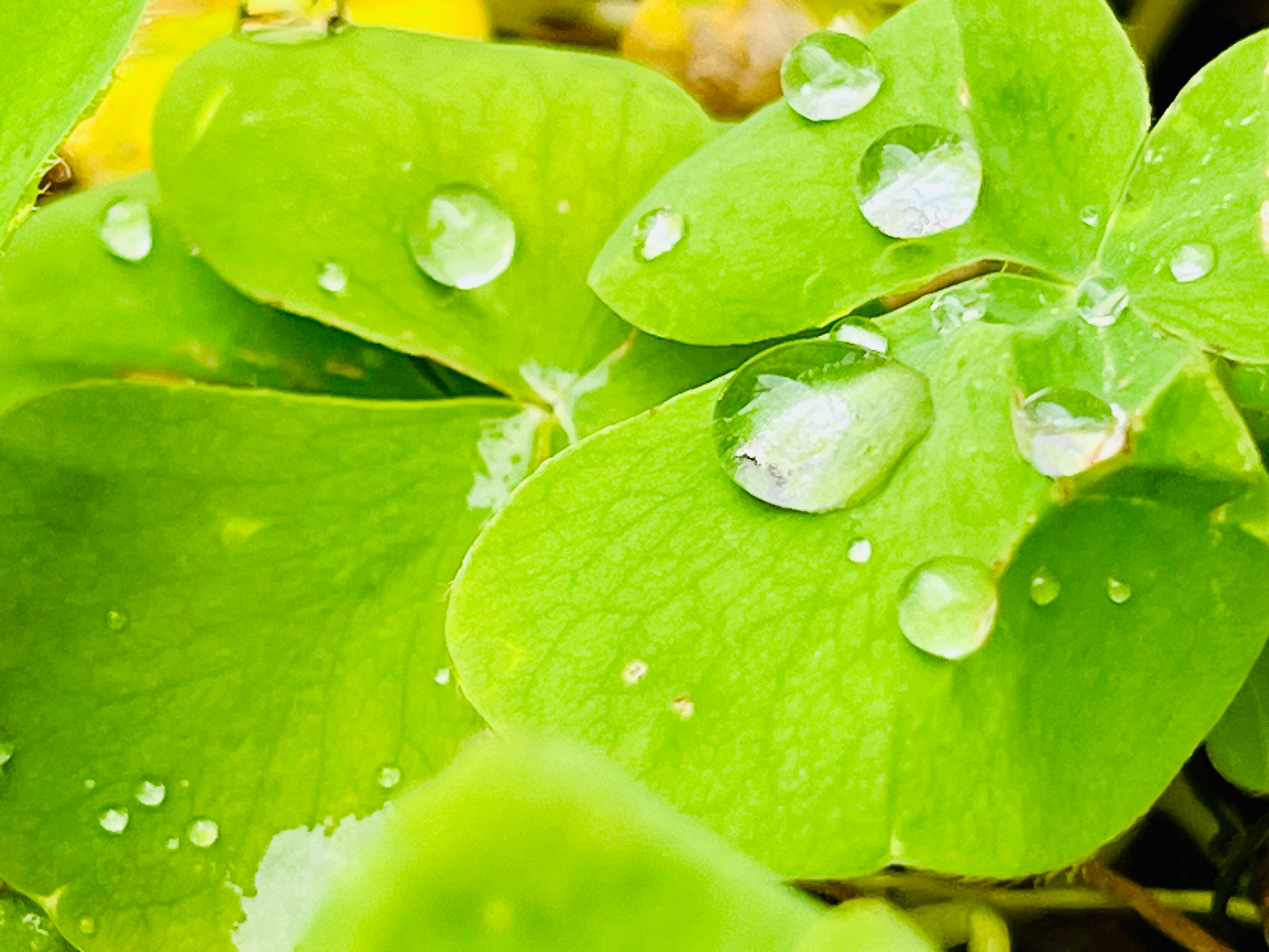 雨粒のついた鮮やかな緑の葉