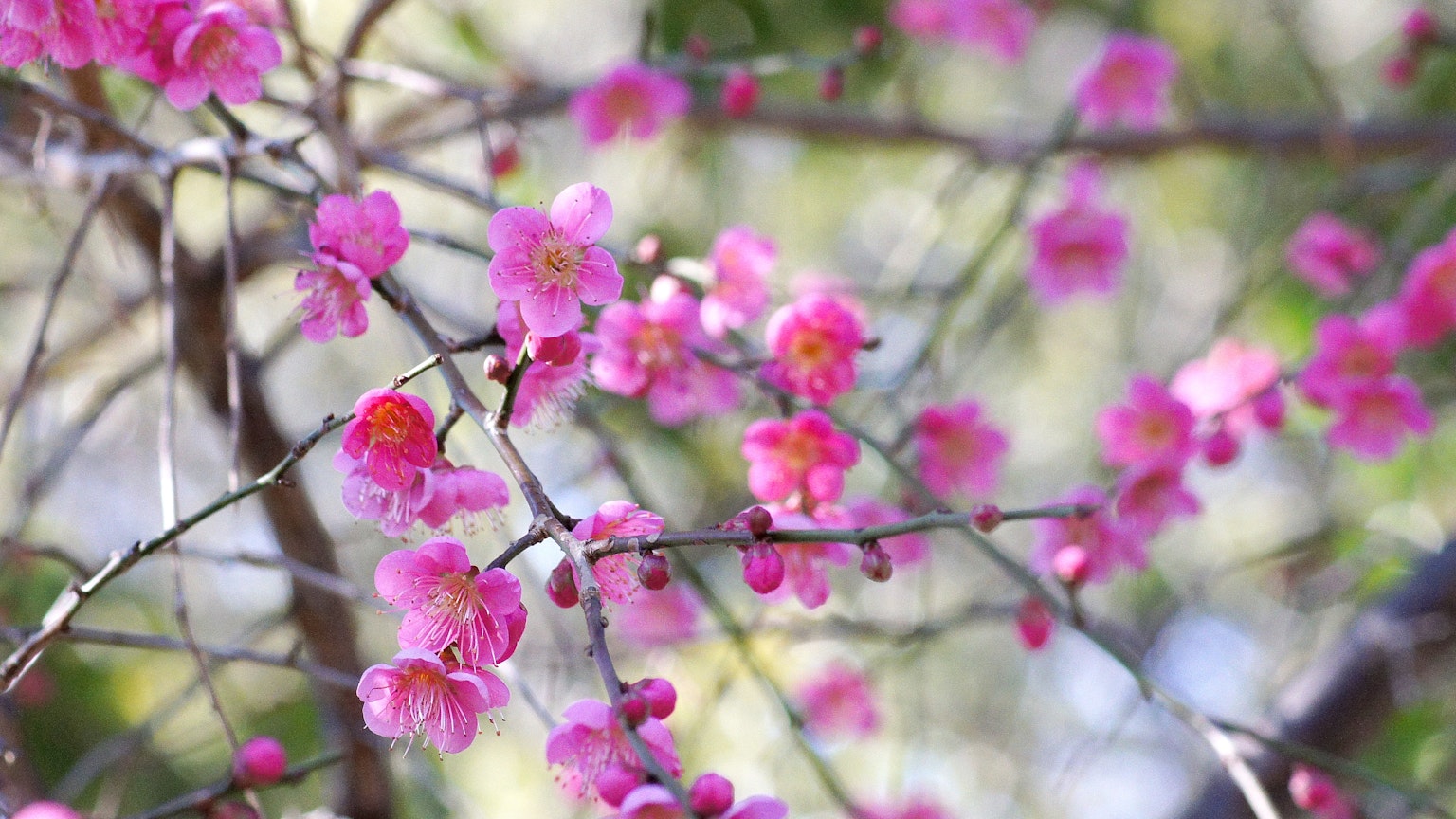 Gros plan sur des branches avec des fleurs roses en fleurs