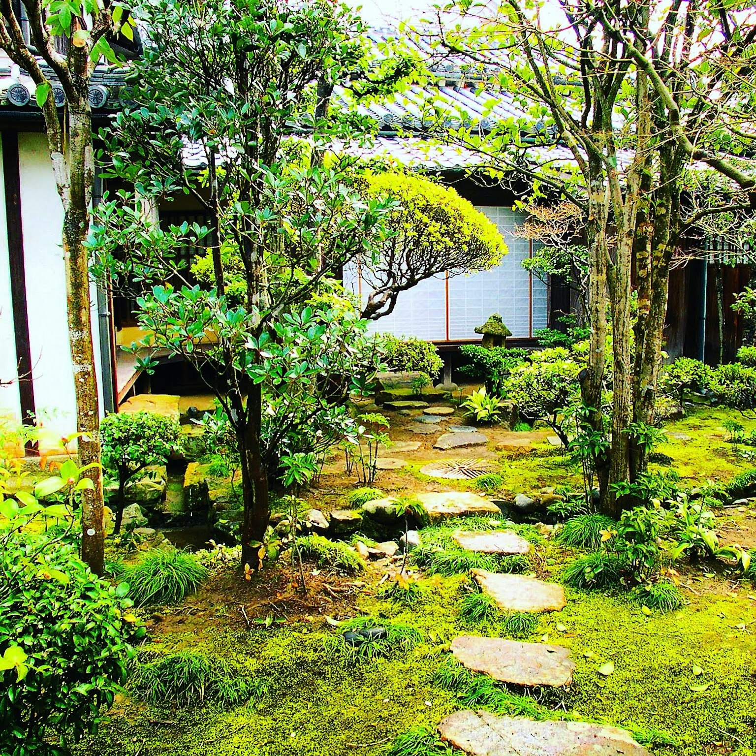 Tranquil Japanese garden scene with harmonious plants and stone pathway