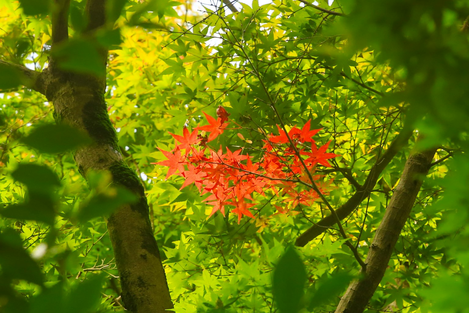 Foglie rosse vivaci circondate da alberi verdi lussureggianti