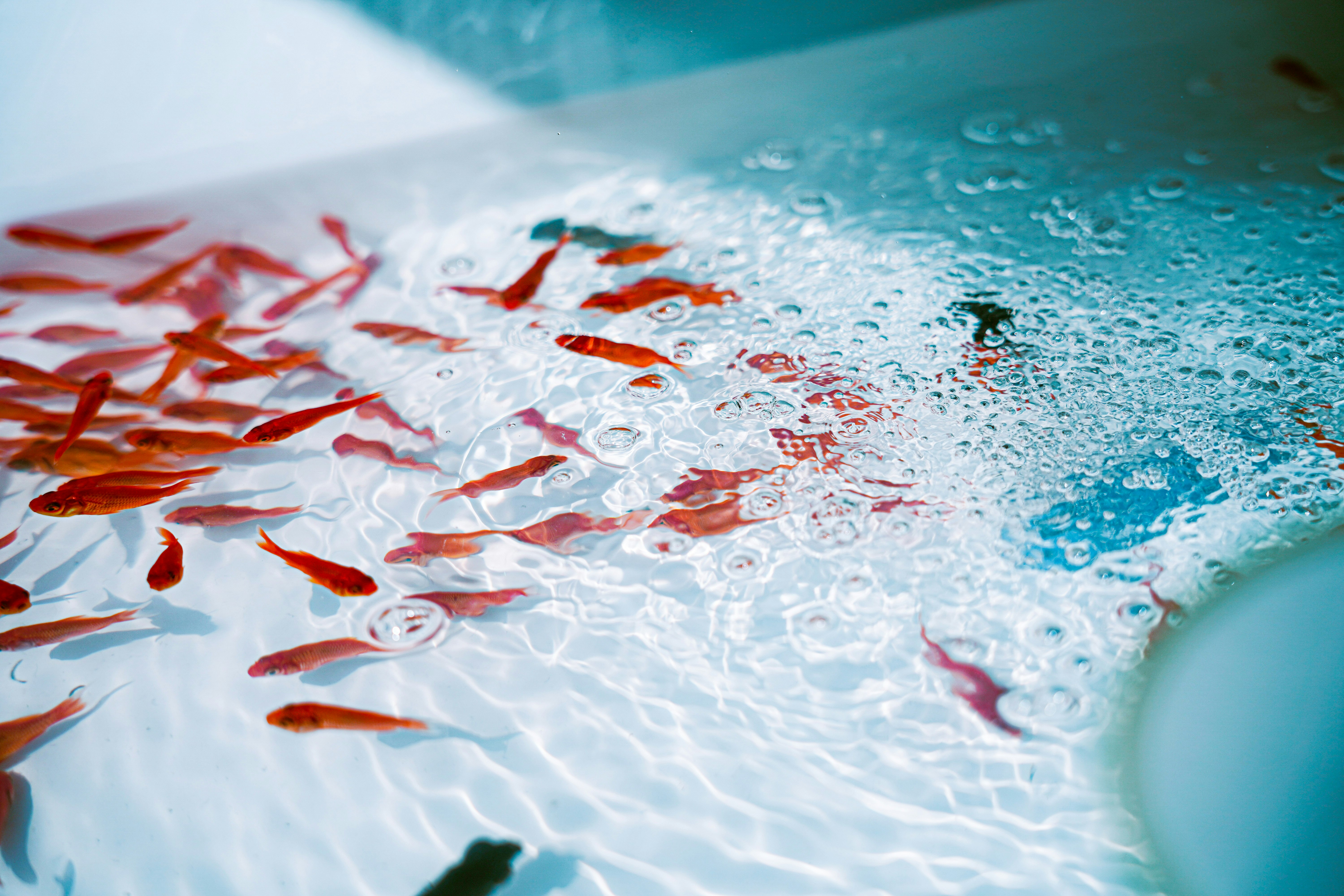 水中紅色金魚群與氣泡，夾雜藍色魚