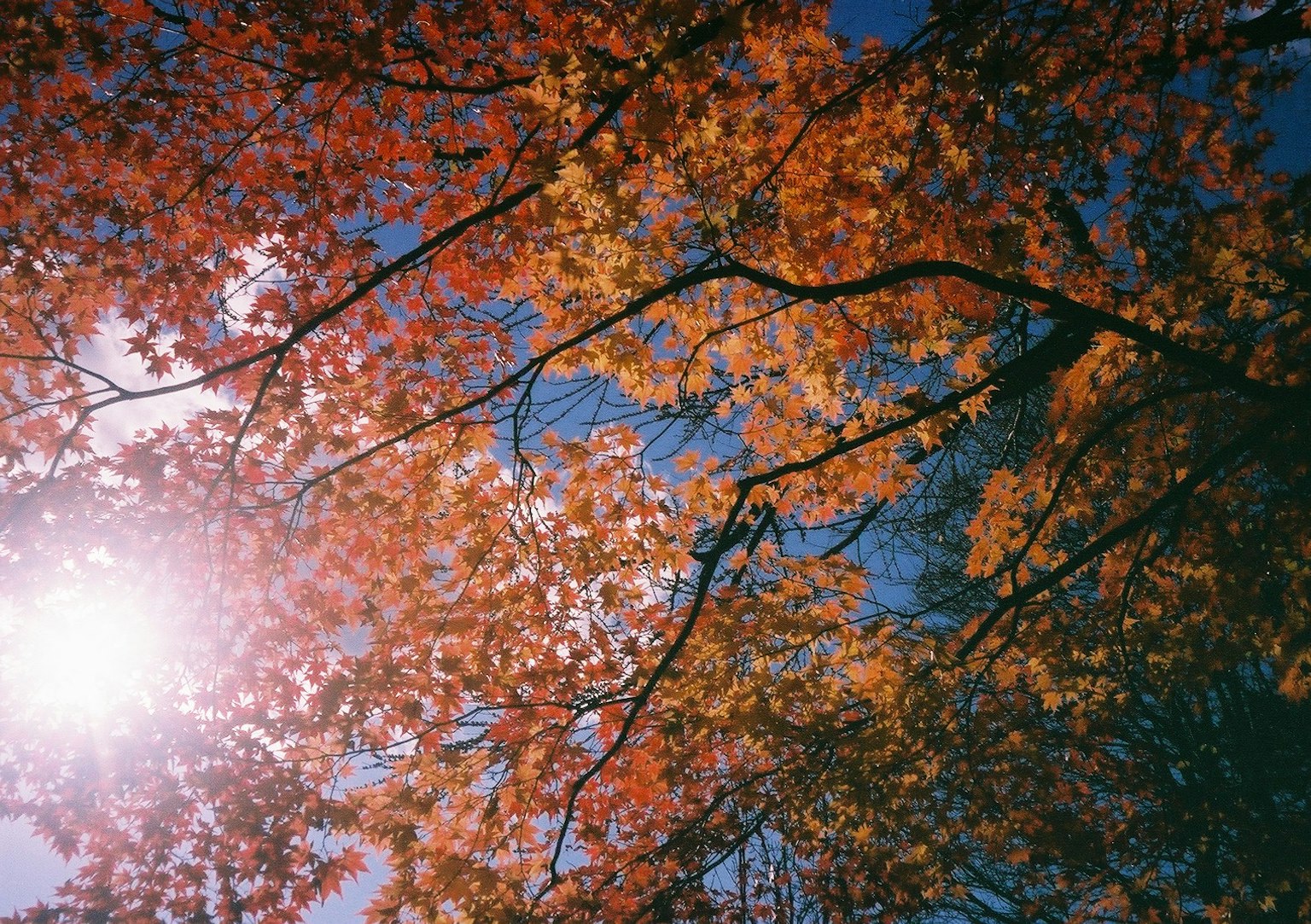 Branches of autumn leaves glowing under the sun with a clear blue sky