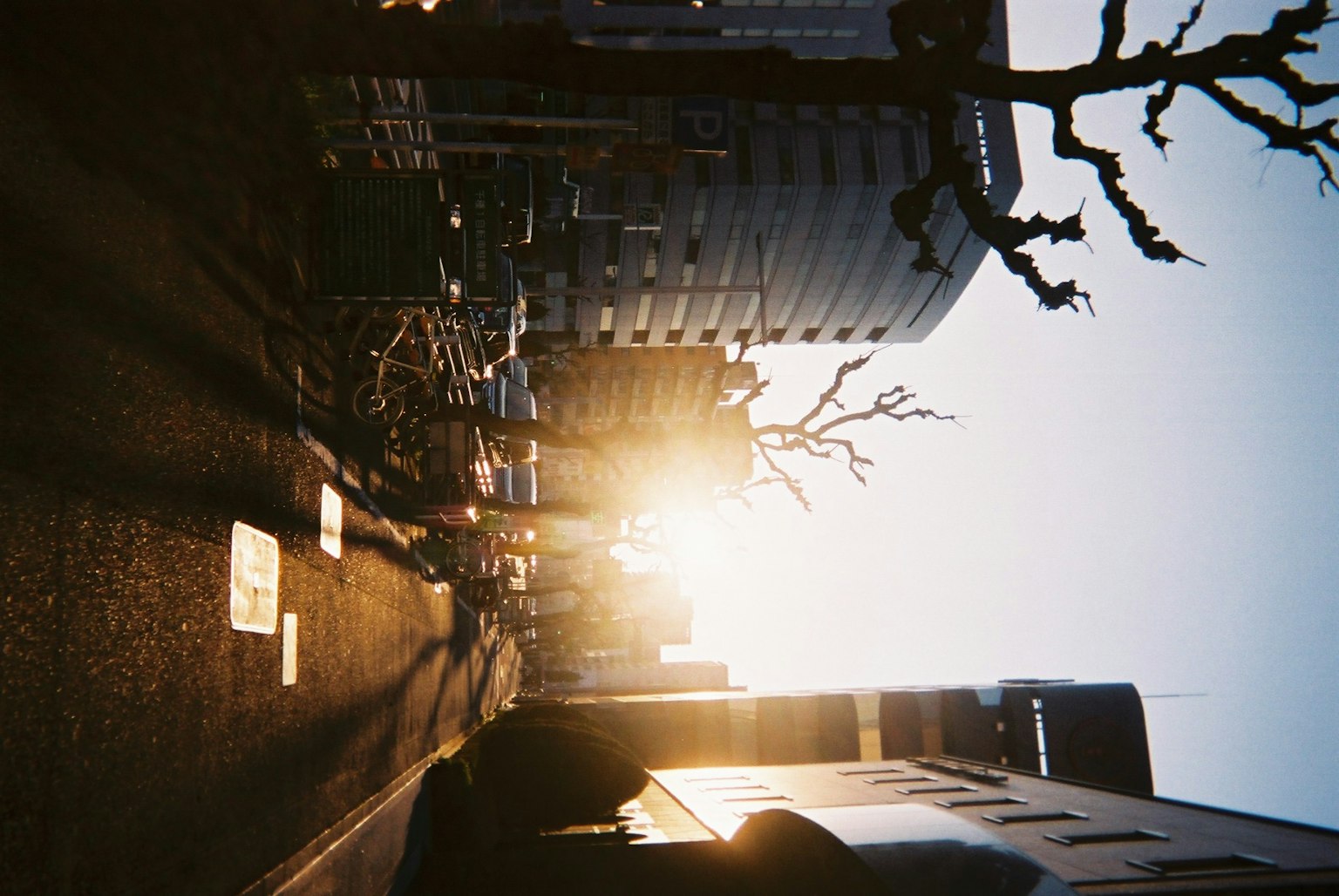 日落時的城市景觀，光禿的樹木和建築物