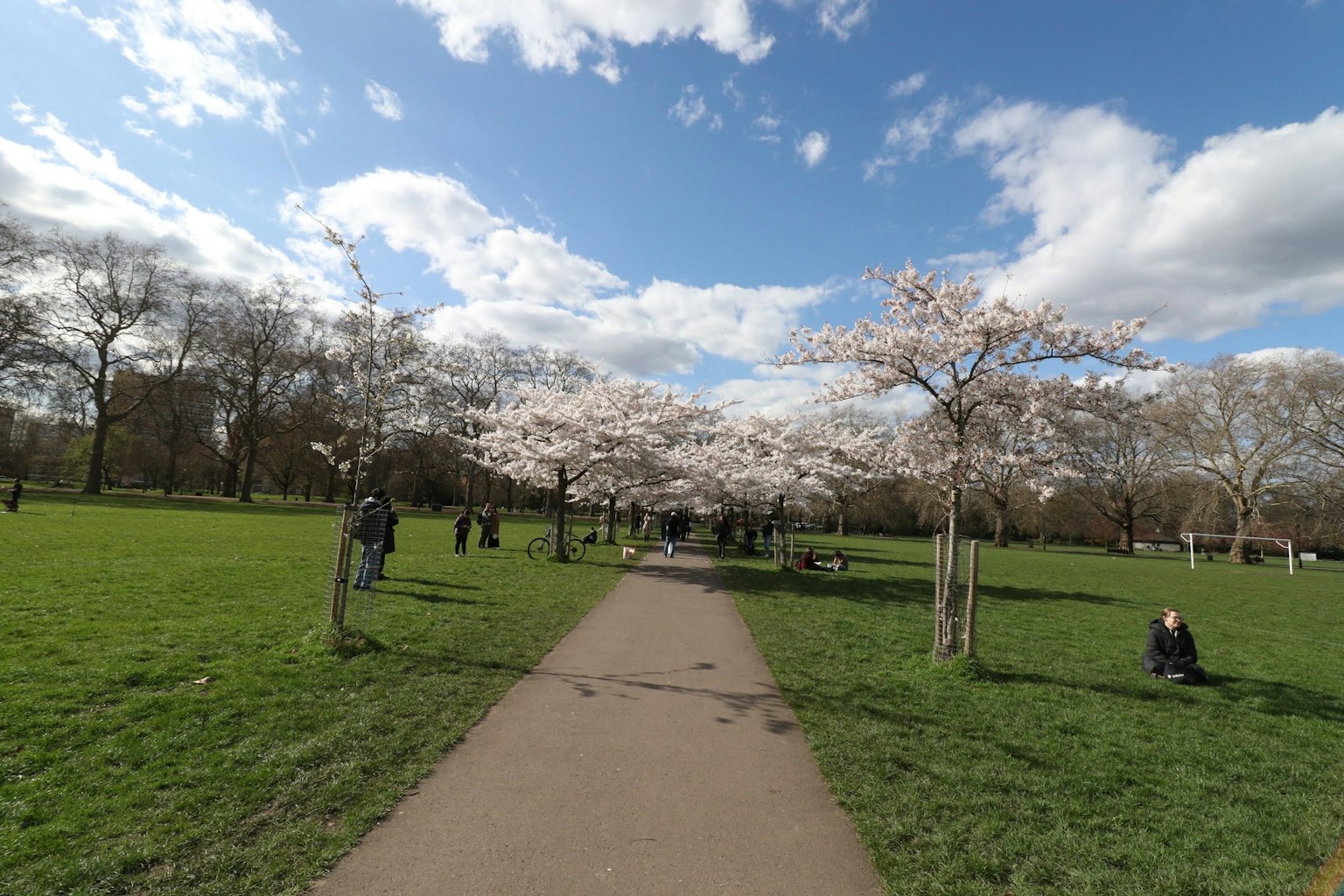 公園裡的櫻花樹和藍天下的小路