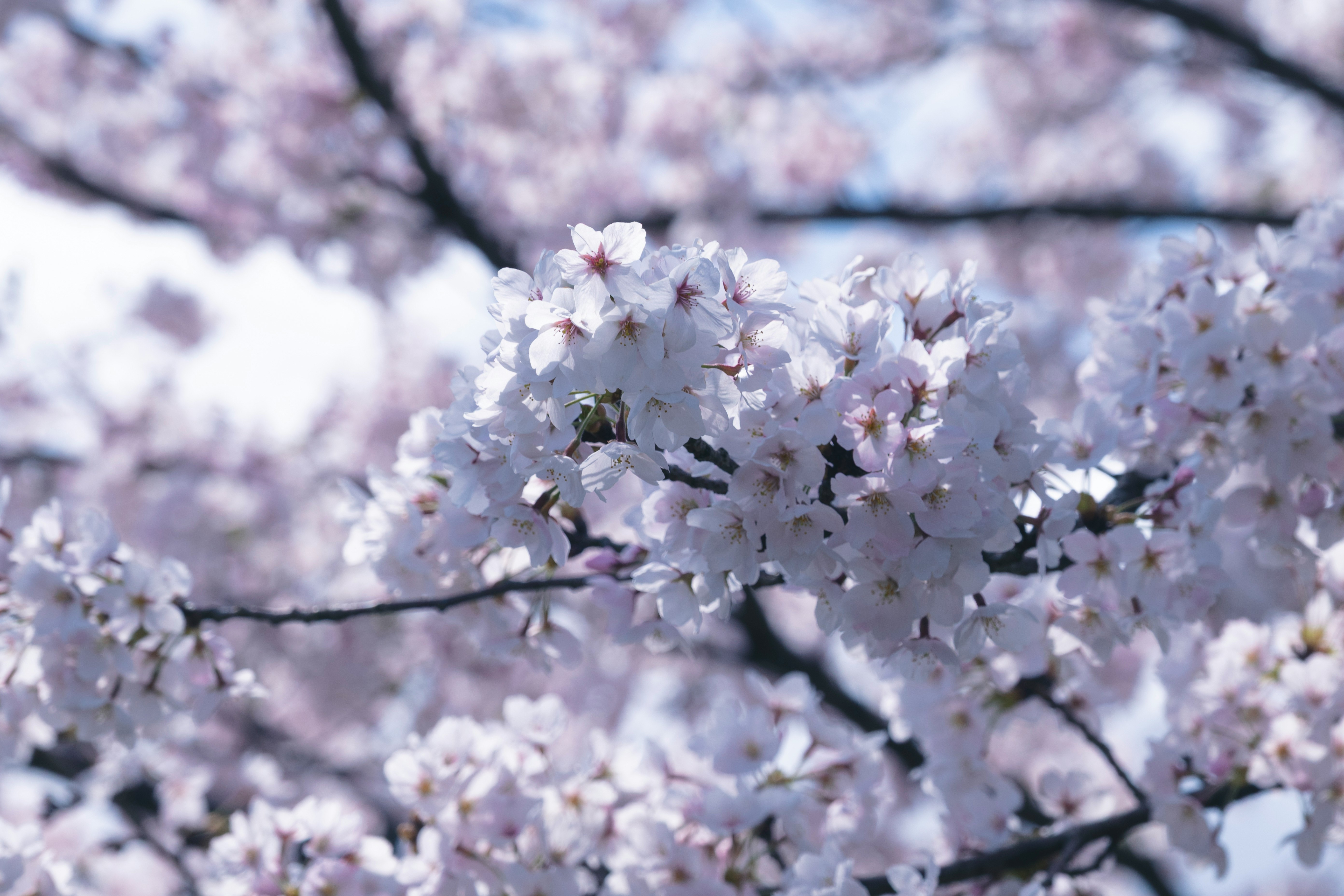 桜の花が枝に咲く春の風景