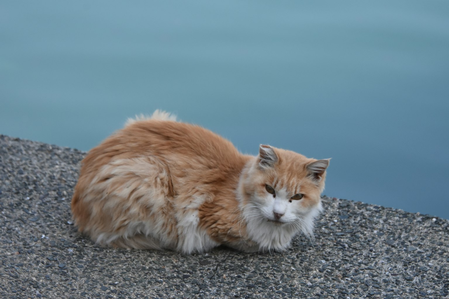 橘色猫咪在水边懒洋洋地躺着，毛发蓬松