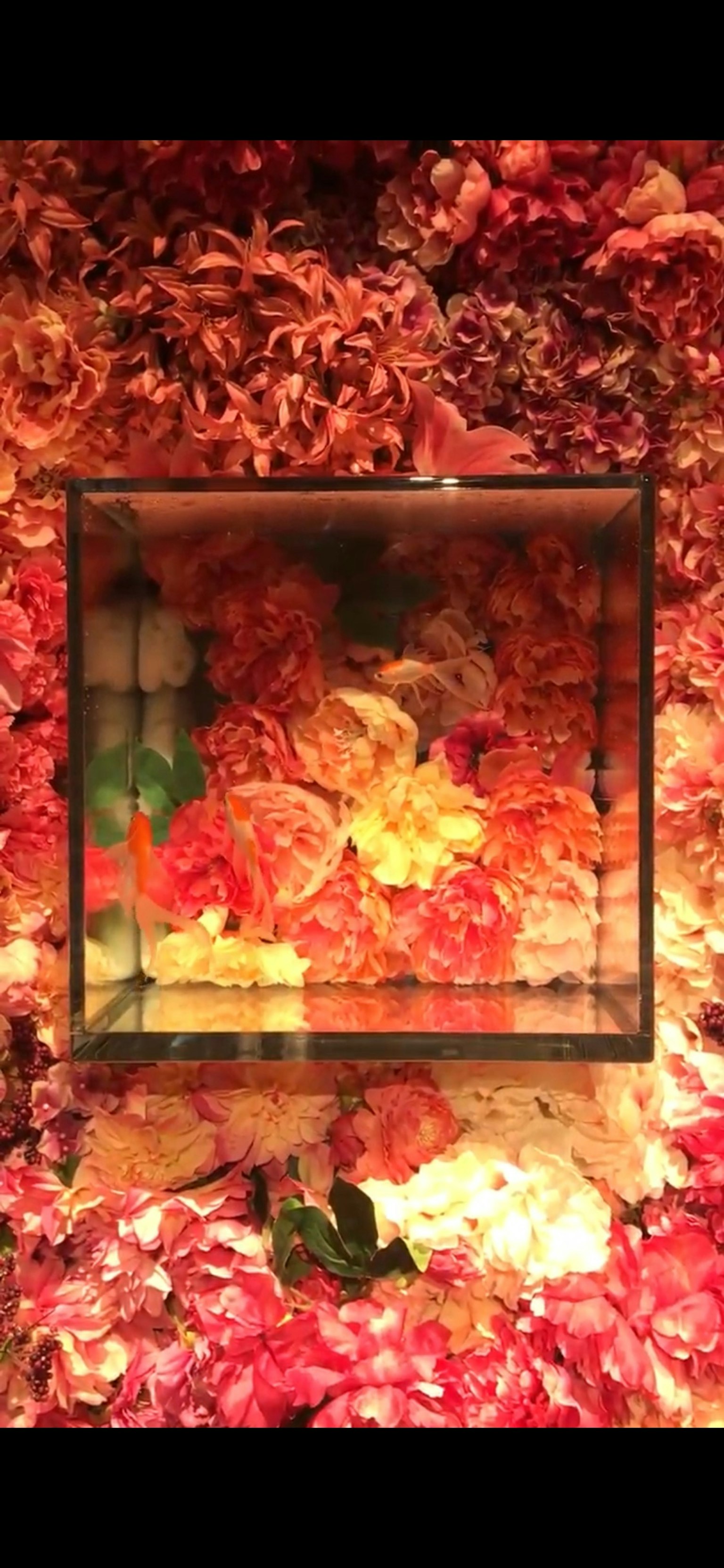 Una scatola trasparente posizionata su uno sfondo vibrante di petali di fiori colorati