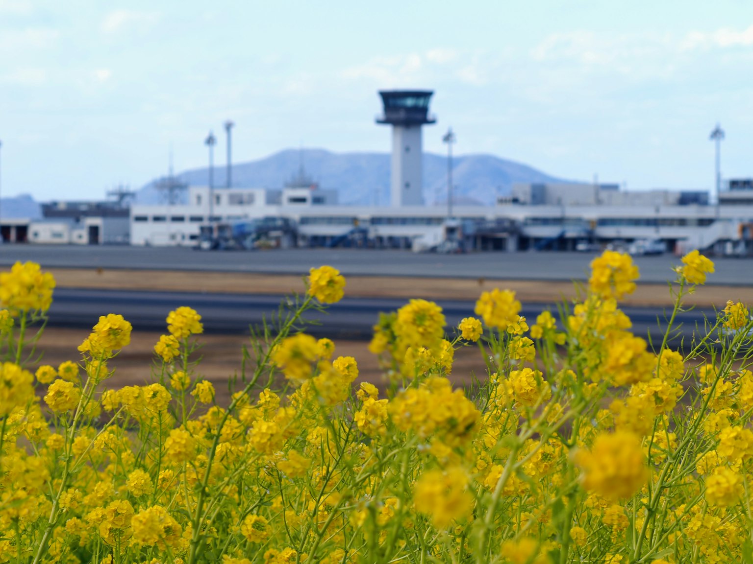 Landschaft mit gelben Blumen vor einem Flughafen