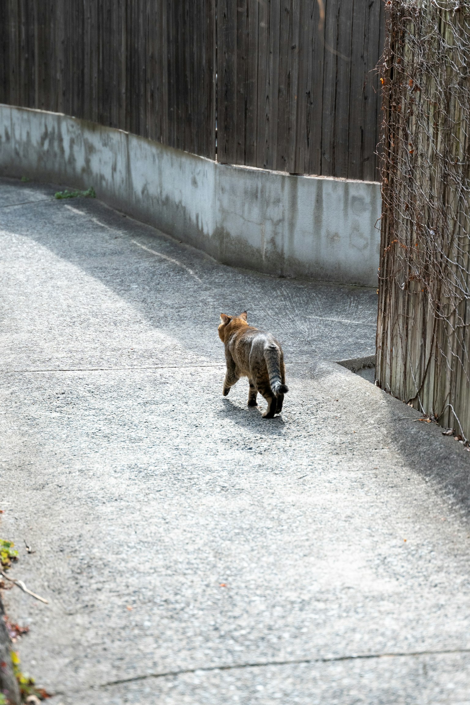 Un gato caminando por un camino rodeado de cercas de madera