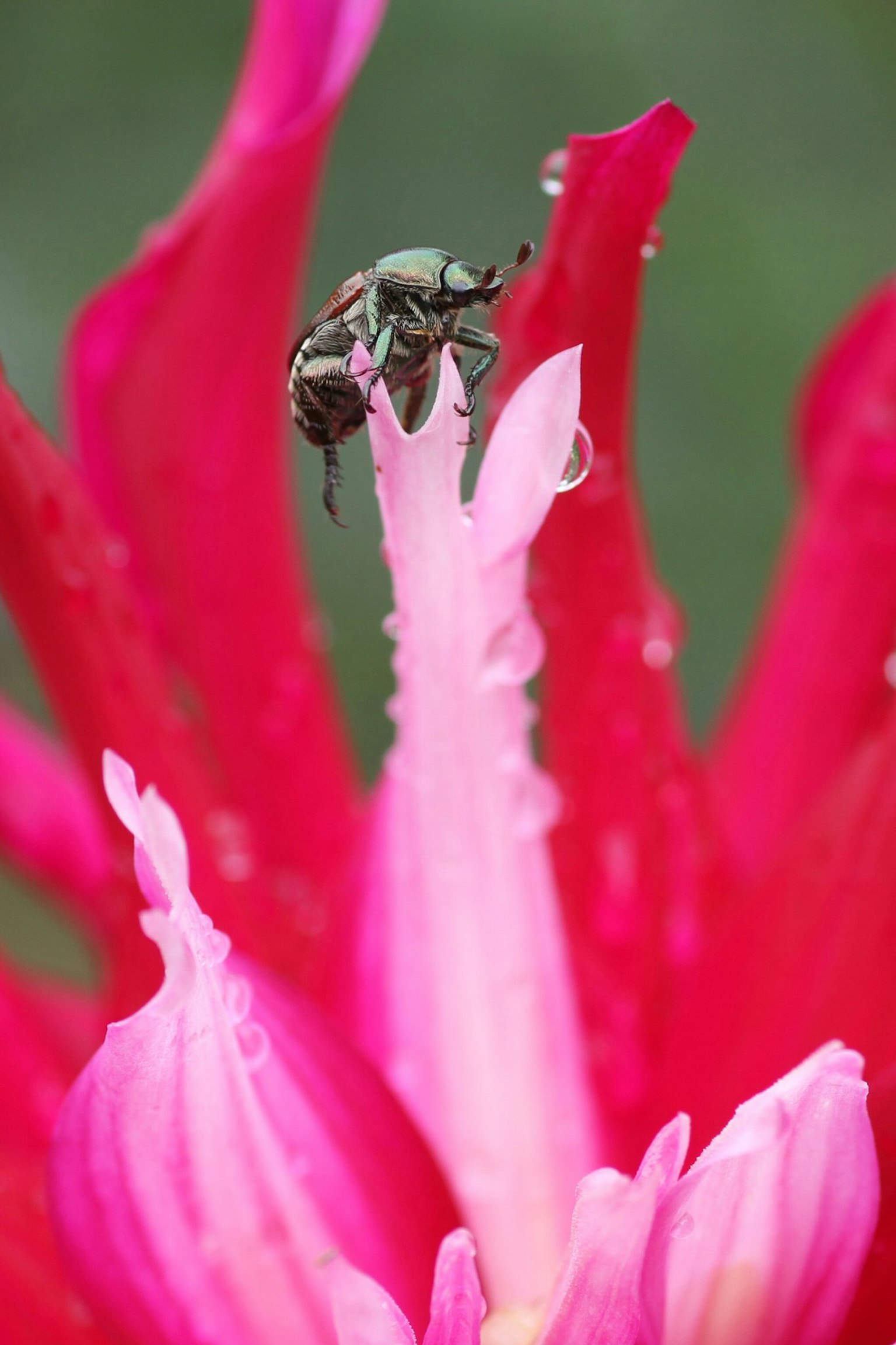 Close-up dari serangga di atas bunga pink cerah
