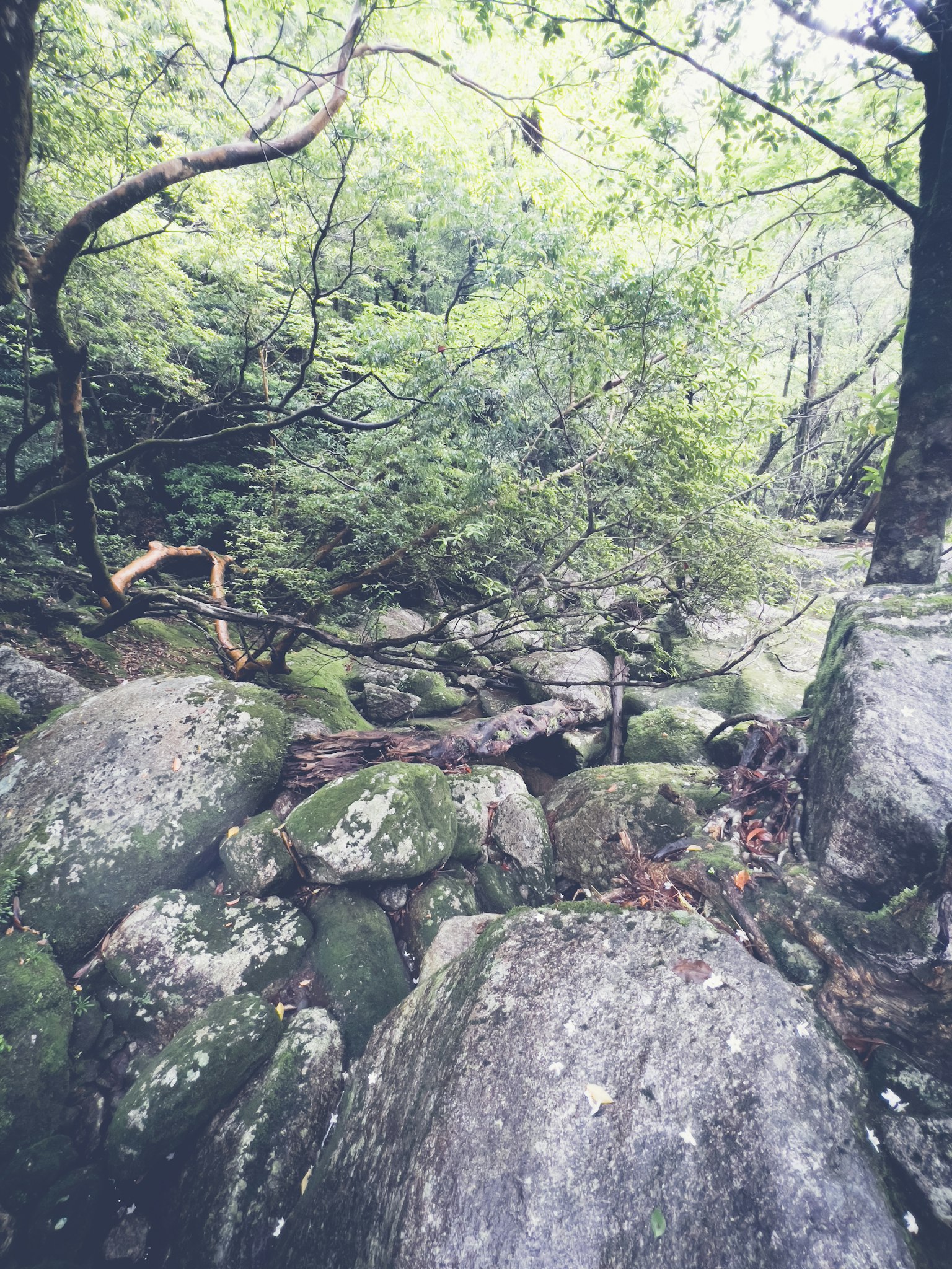 Eine malerische Ansicht großer, moosbedeckter Felsen, umgeben von üppigem Grün in einem Wald