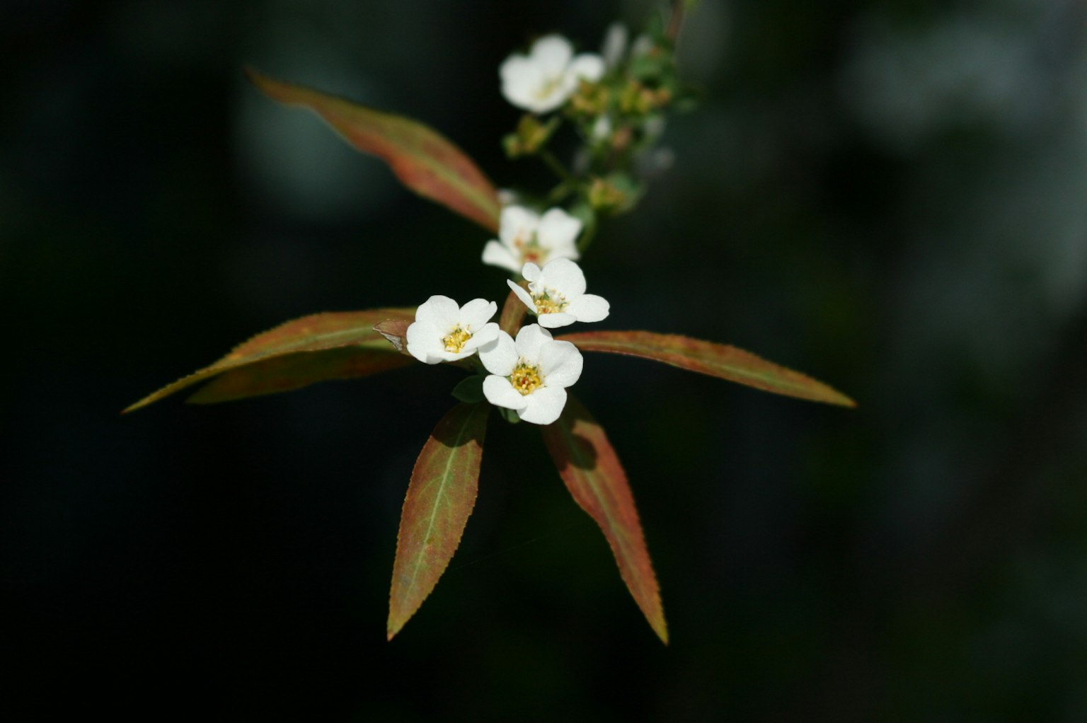 Nahaufnahme einer Pflanze mit weißen Blüten und orangefarbenen Blättern