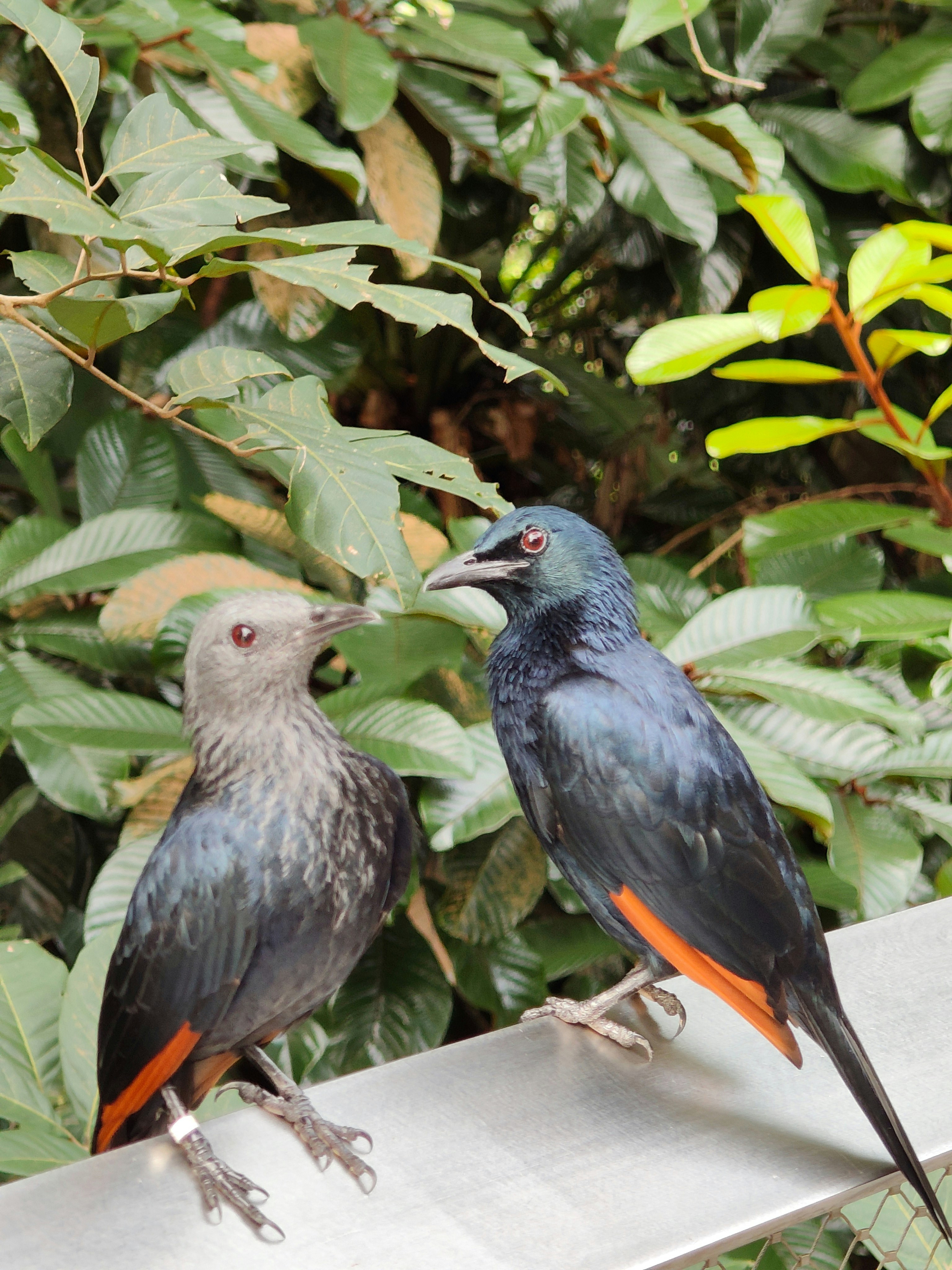 熱帯の葉の間にいる鳥（パートナーとの記念日）