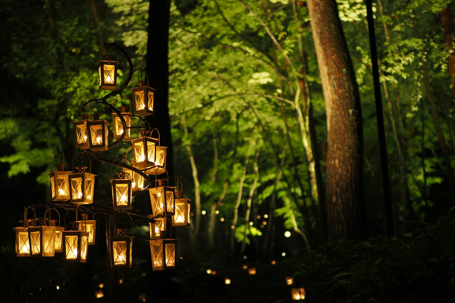 A cluster of illuminated lanterns creating a mystical atmosphere in a forest