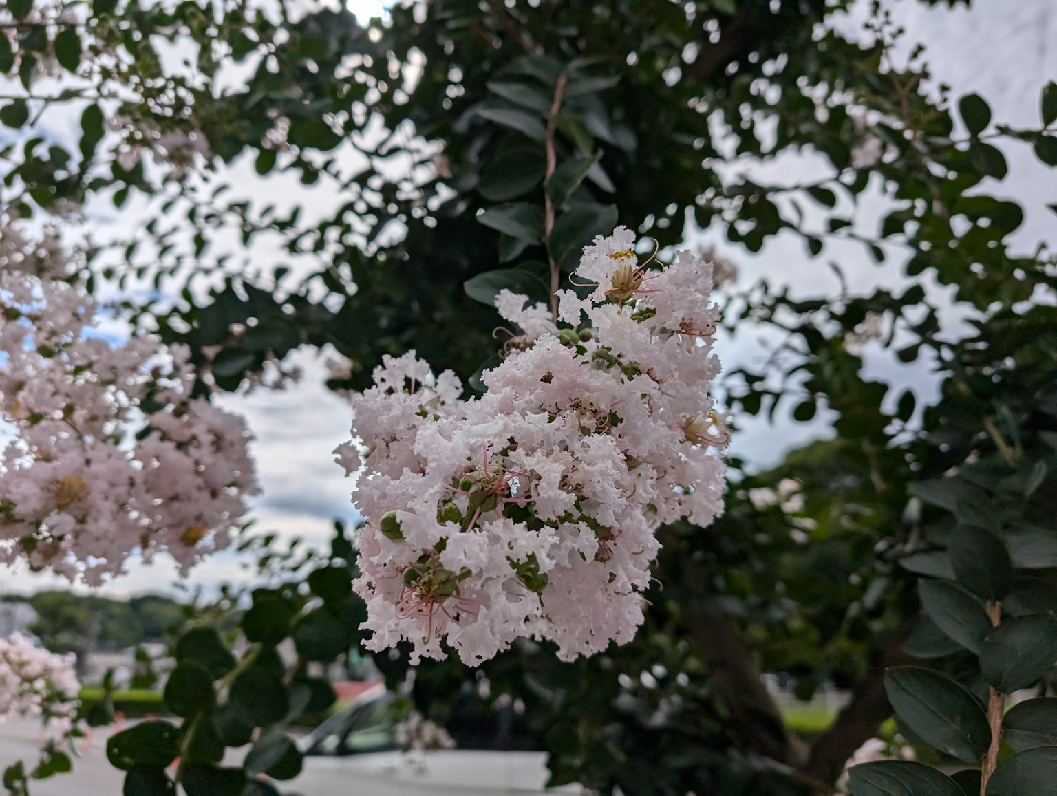 Nahaufnahme eines blühenden Baumzweigs mit weißen Blüten