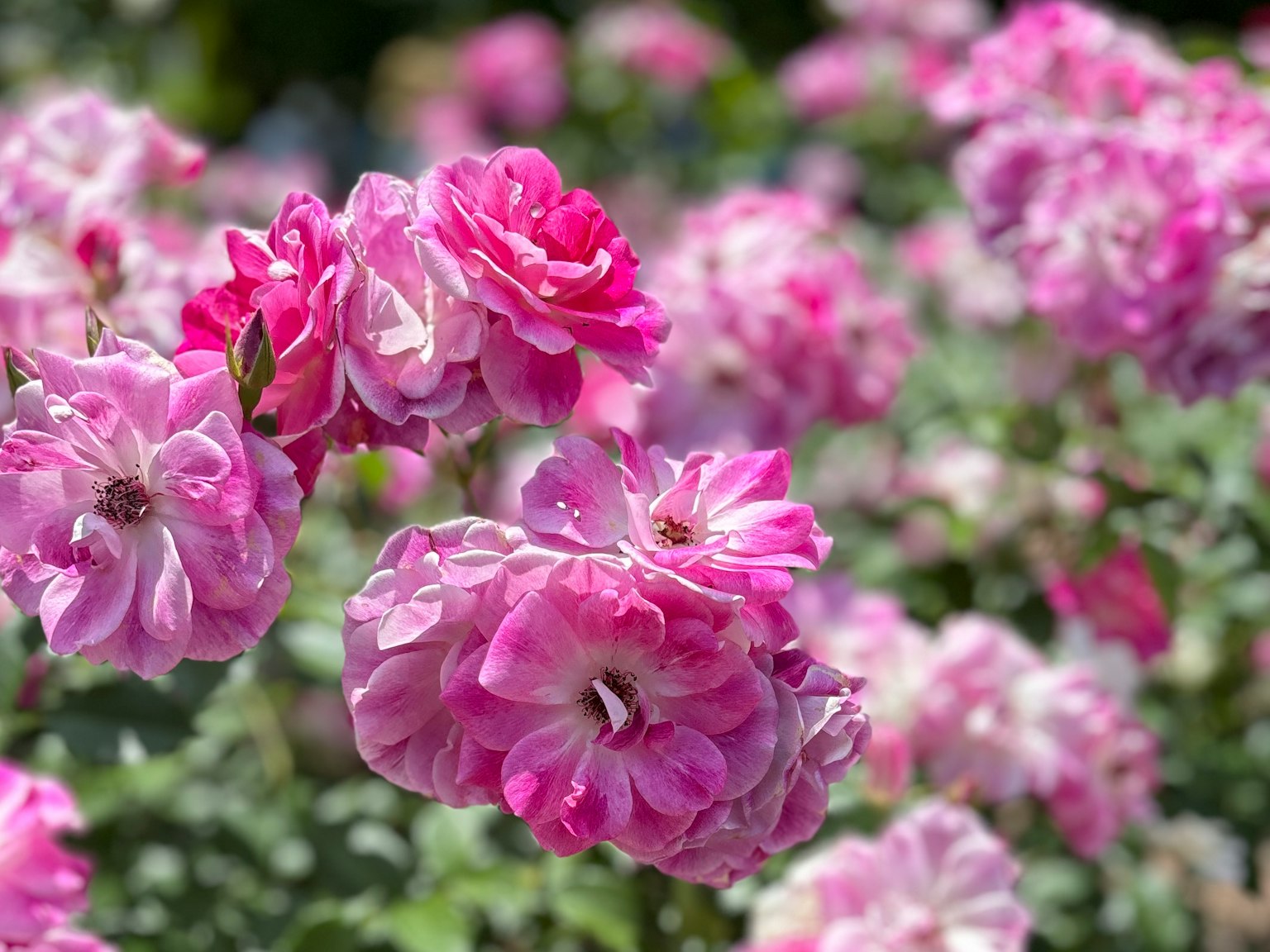 Une scène de jardin avec des roses roses en fleurs