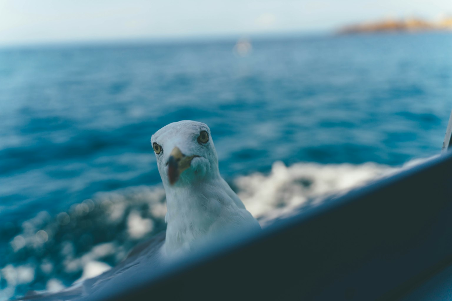 Immagine ravvicinata di un gabbiano vicino all'oceano