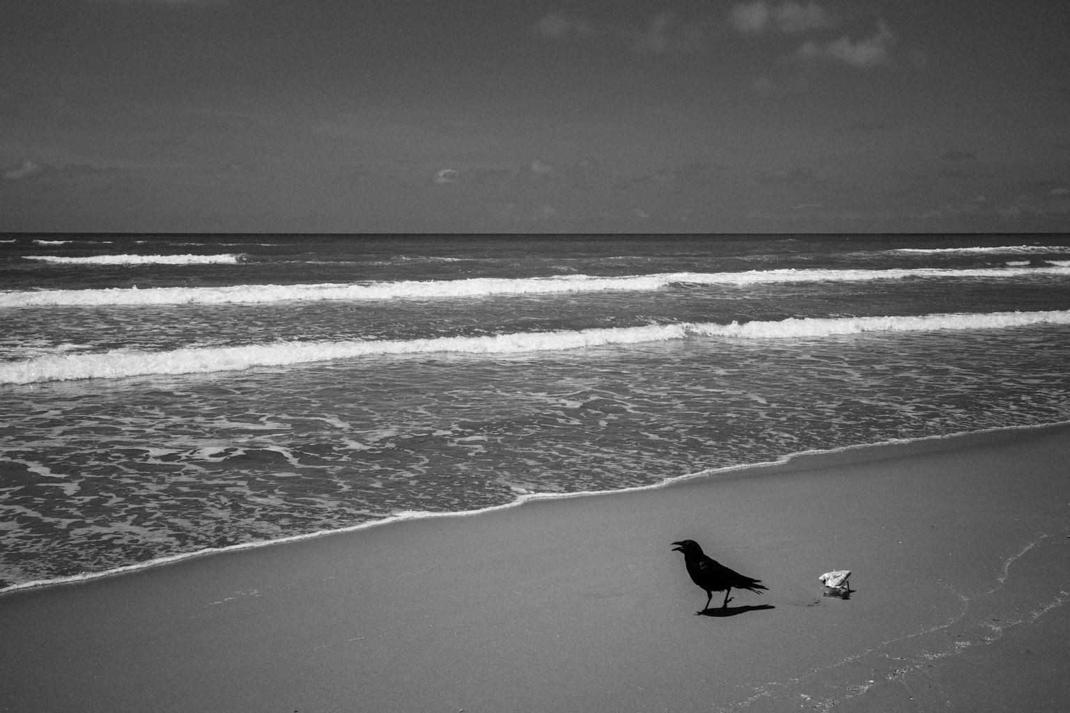Burung hitam dan kerang putih di pantai dalam gambar monokrom