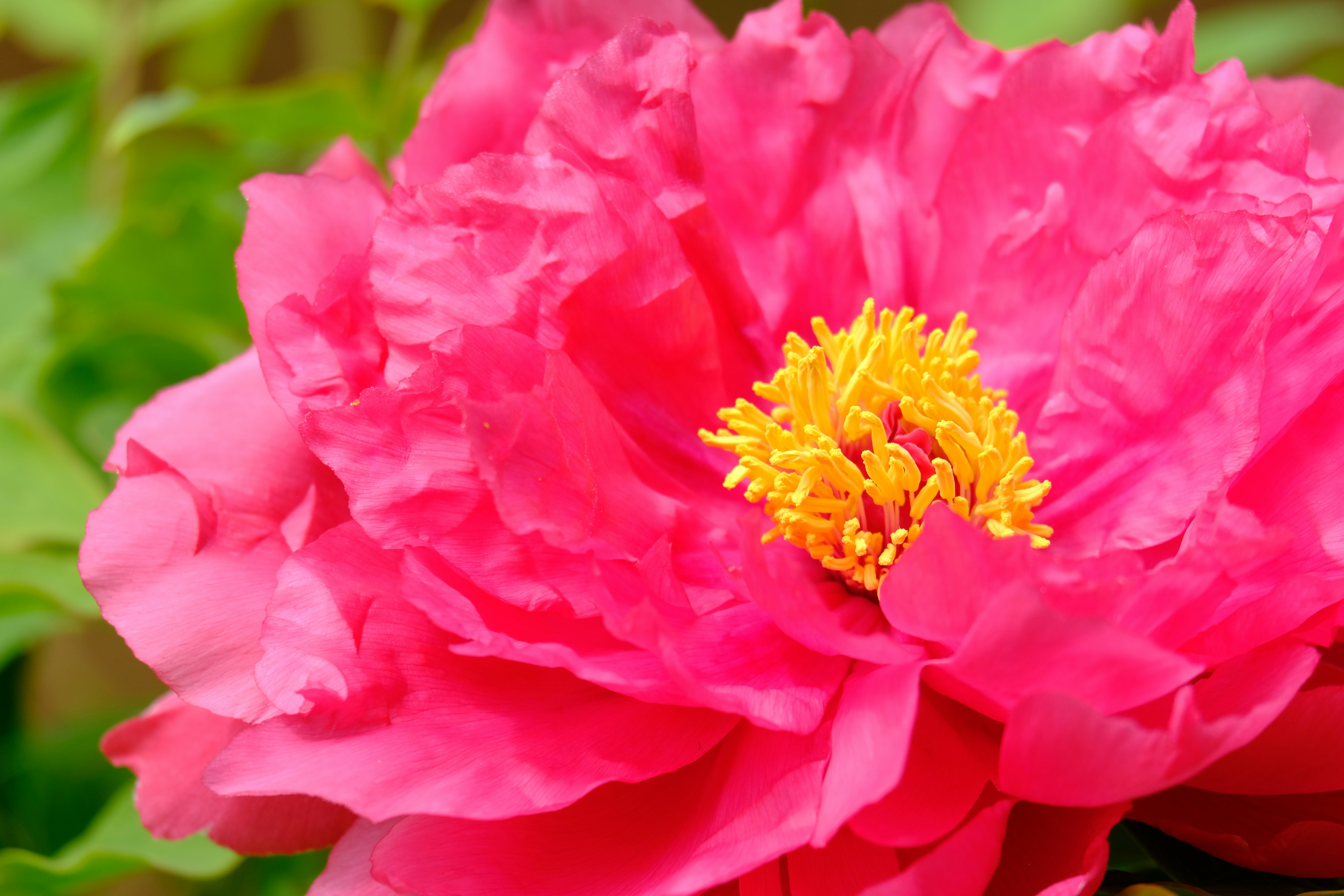 鮮やかなピンクの牡丹の花のアップ
