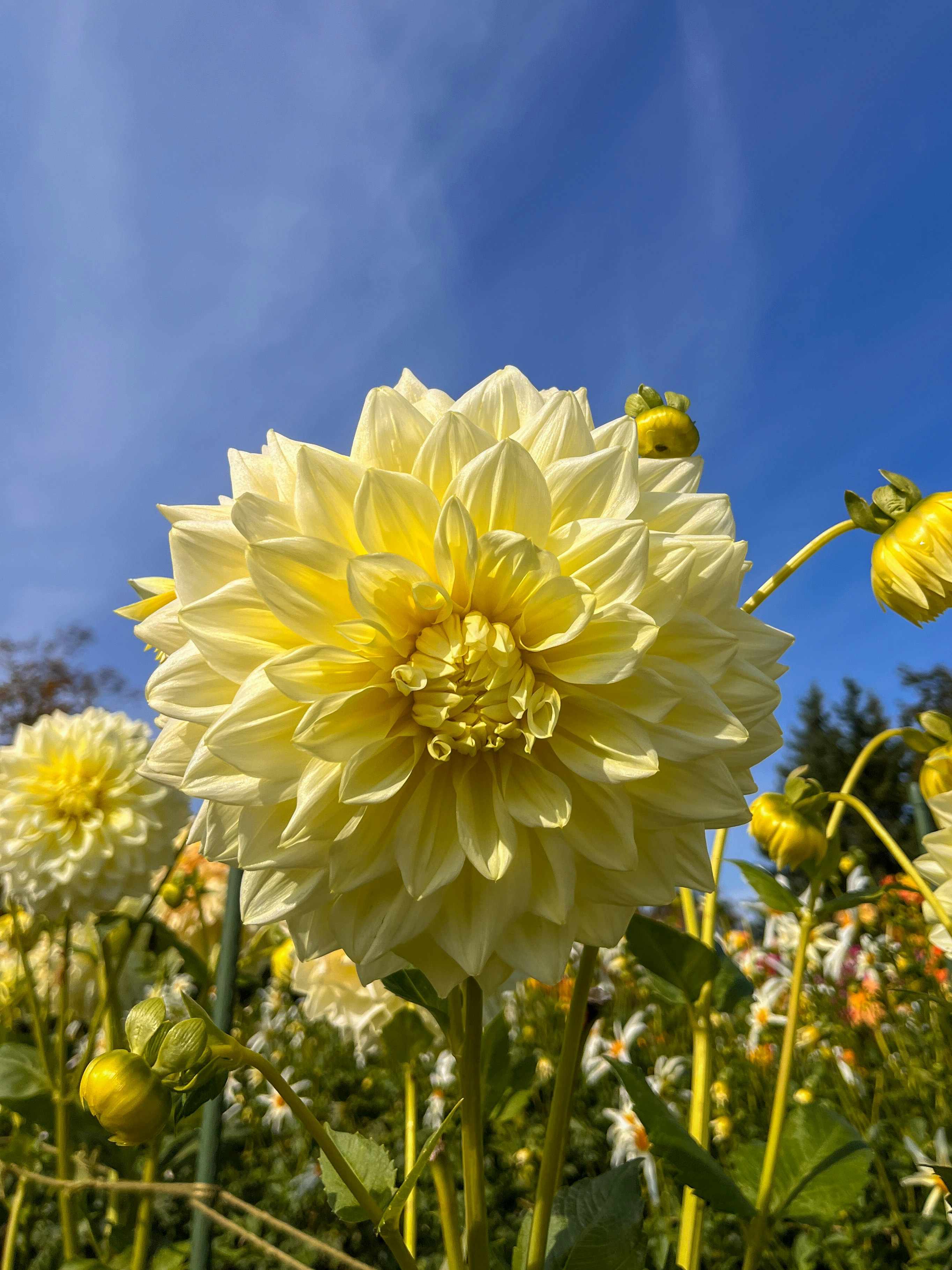 青空の下で咲く黄色いダリアの花