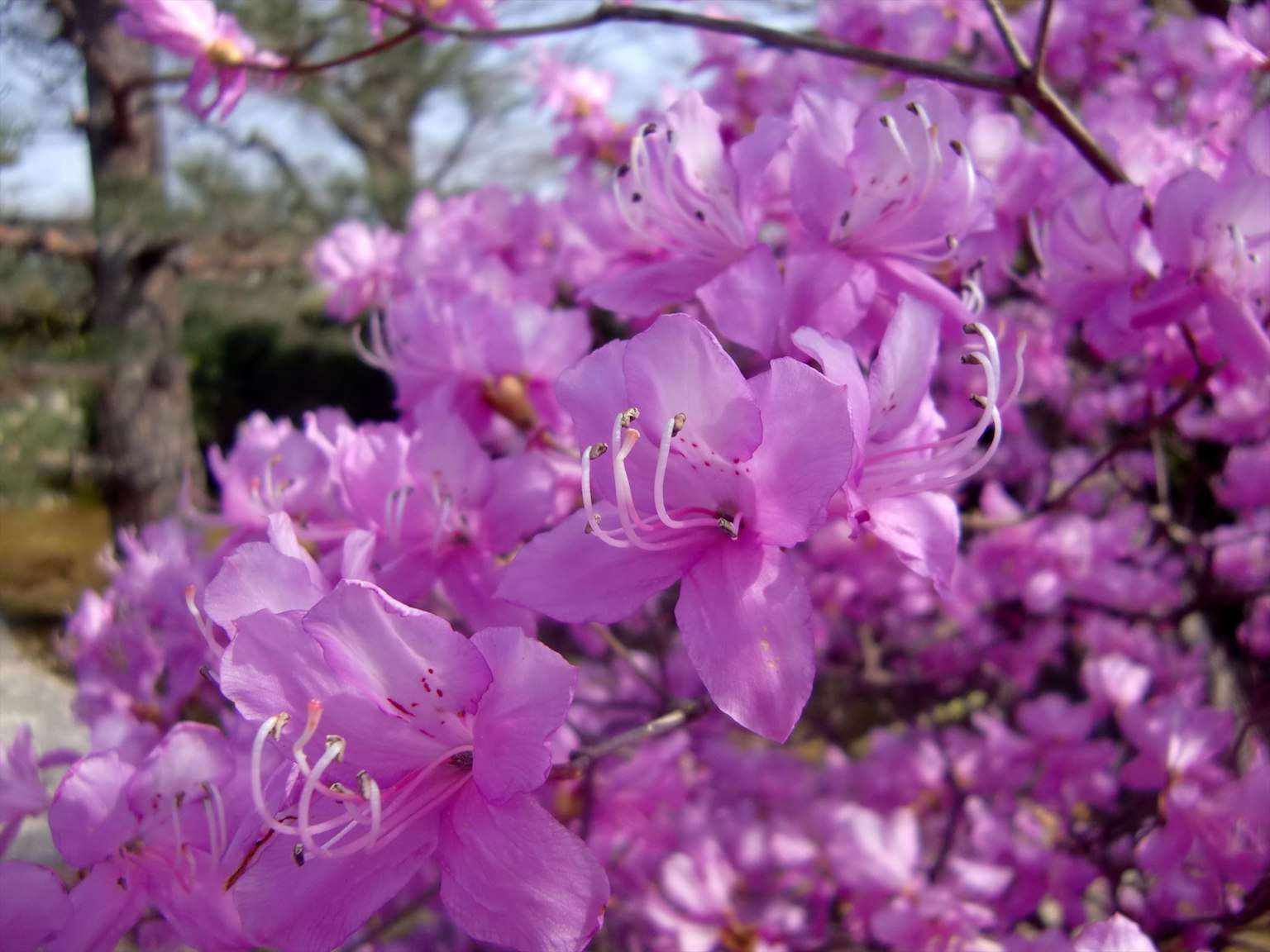 Nahaufnahme eines Zweigs mit schönen rosa Blumen