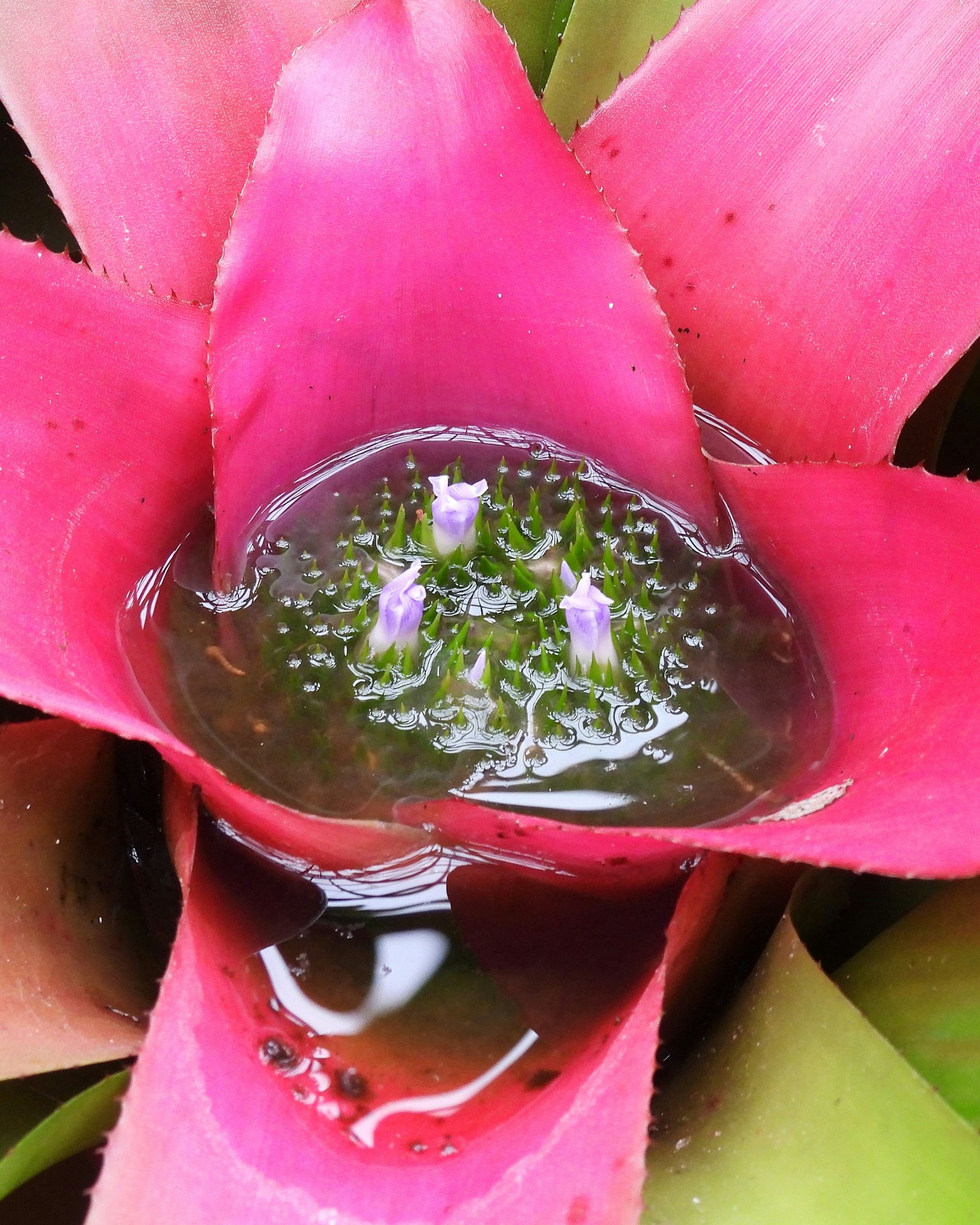 Vibrant pink flower with water pooling in the center and small purple flowers floating