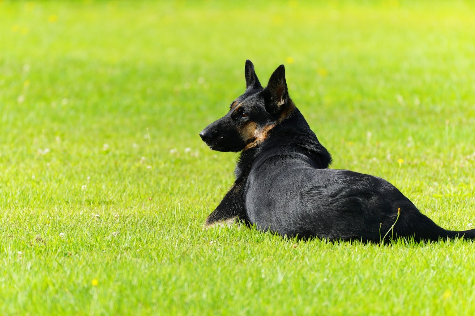 Un chien noir couché sur de l'herbe verte