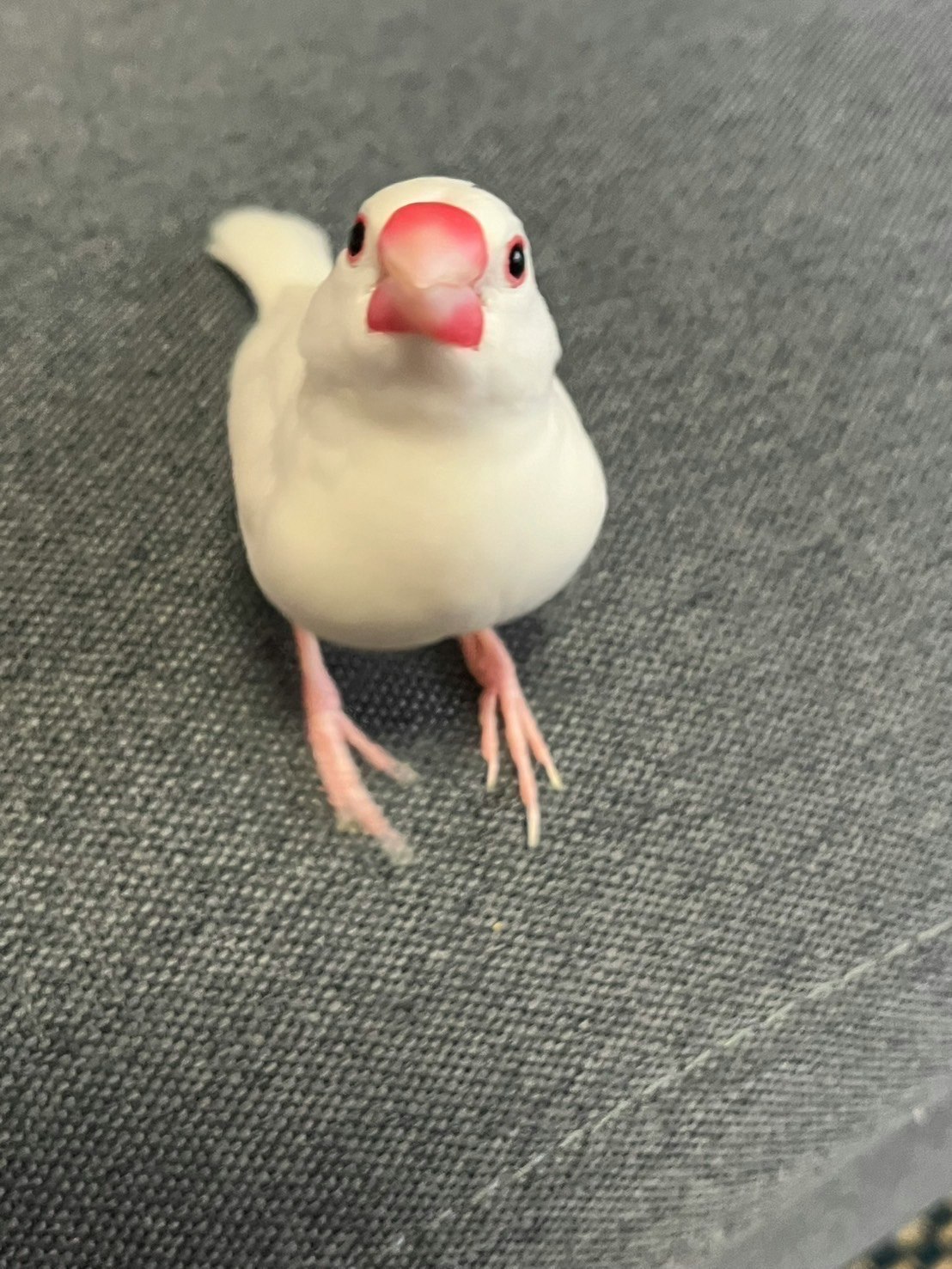 グレーの床の上にいる白い小鳥
